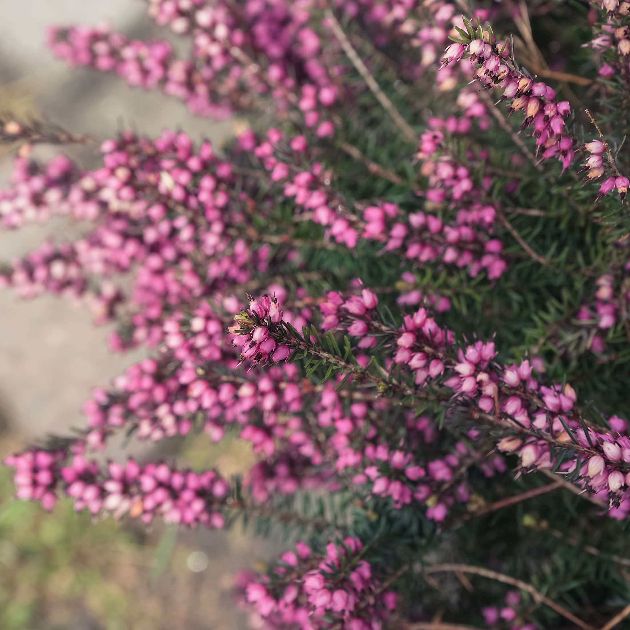 Erica carnea 'Springwood Pink'