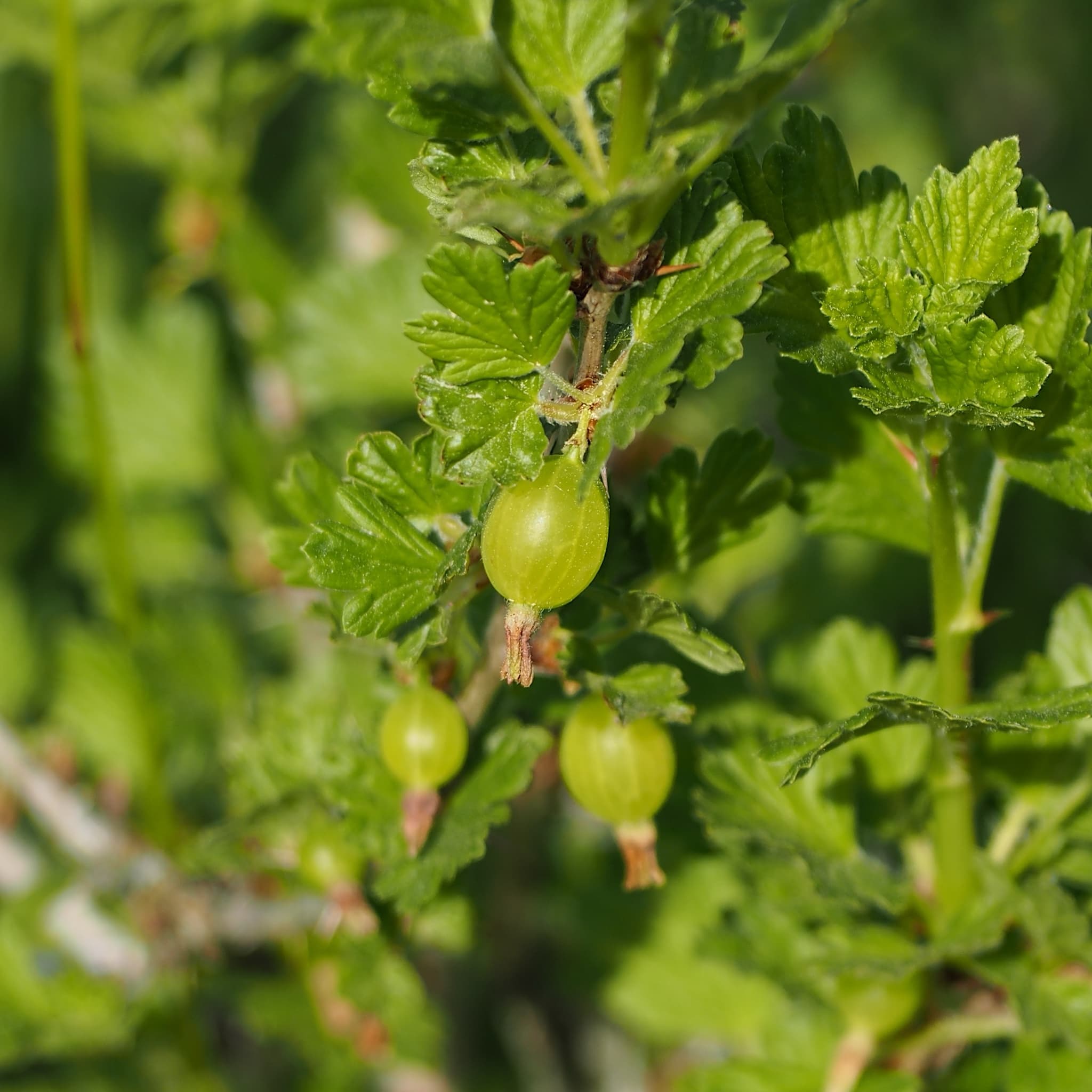 Ribes uva-crispa 'Hinnonmaki Green'