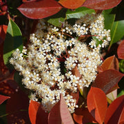Photinia 'Little Red Robin'