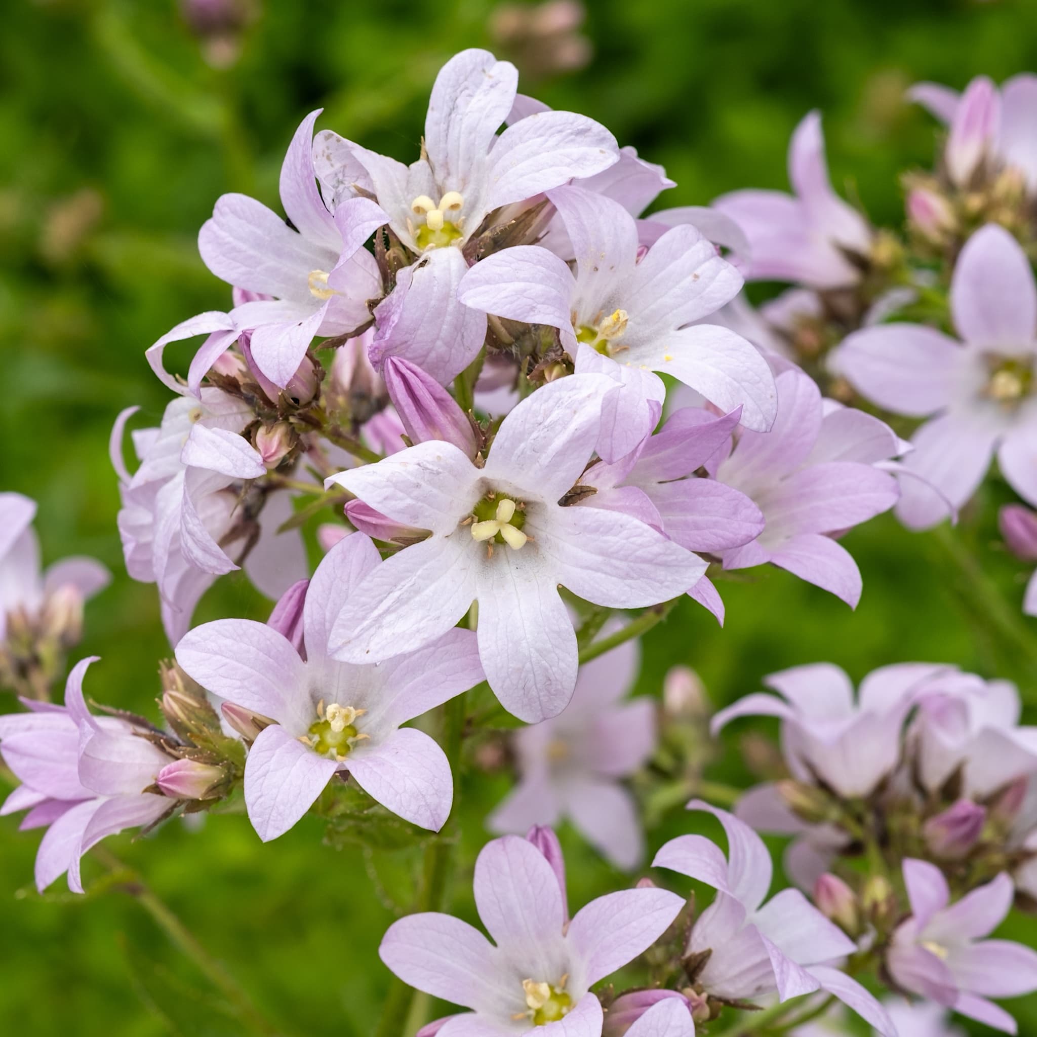 Campanula lact. 'Loddon Anna'