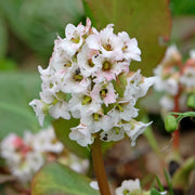 Bergenia 'Bressingham White'