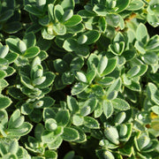 Hebe ping. 'Sutherlandii'