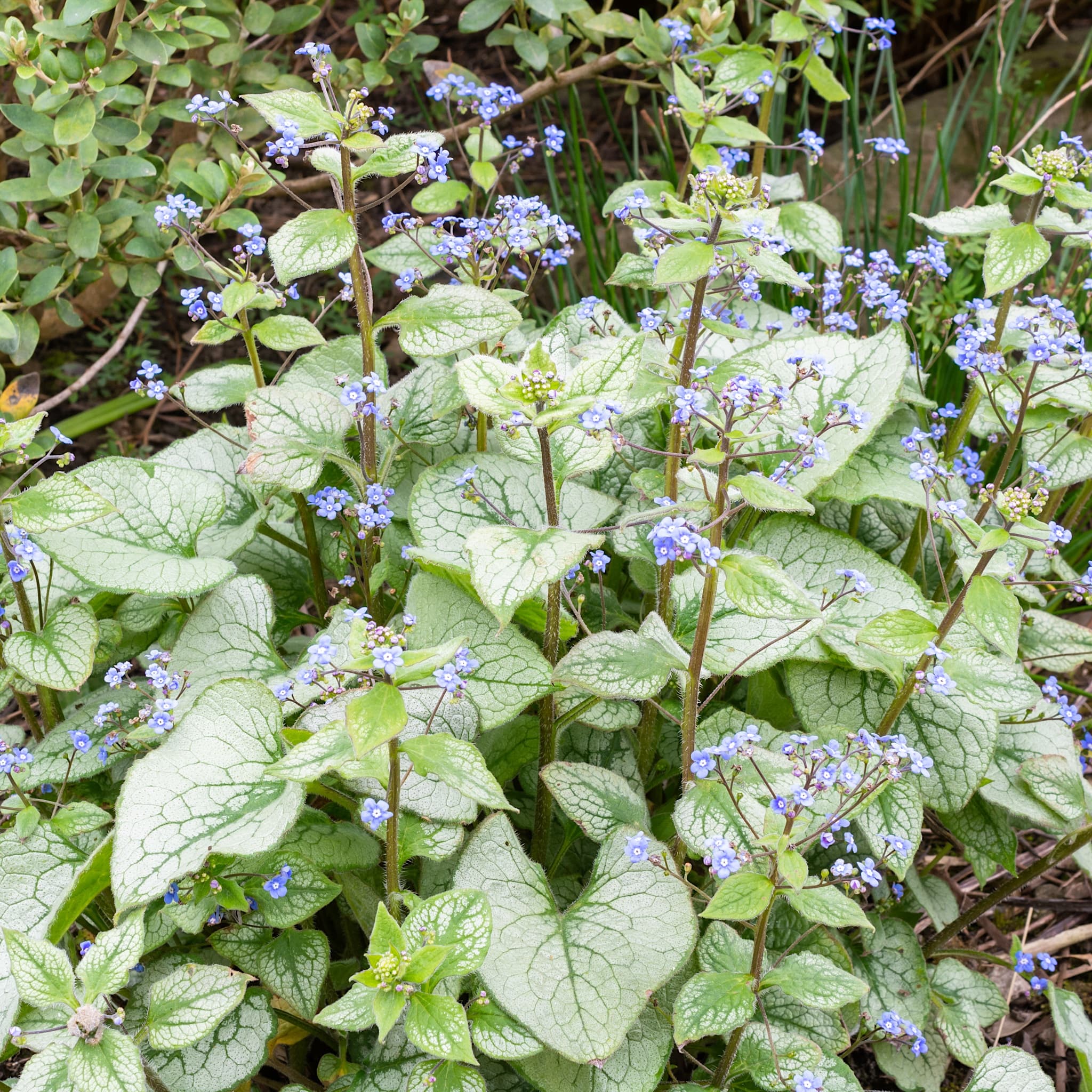 Brunnera macr. 'Jack Frost'