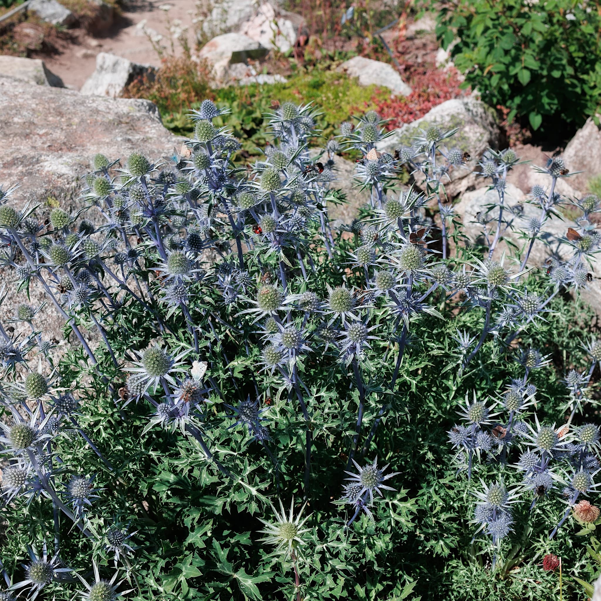 Buy Eryngium Zab Big Blue Plants 2L Pots Delivered Horticulture buy-eryngium-zab-big-blue-plants-2l-pots-delivered-horticulture