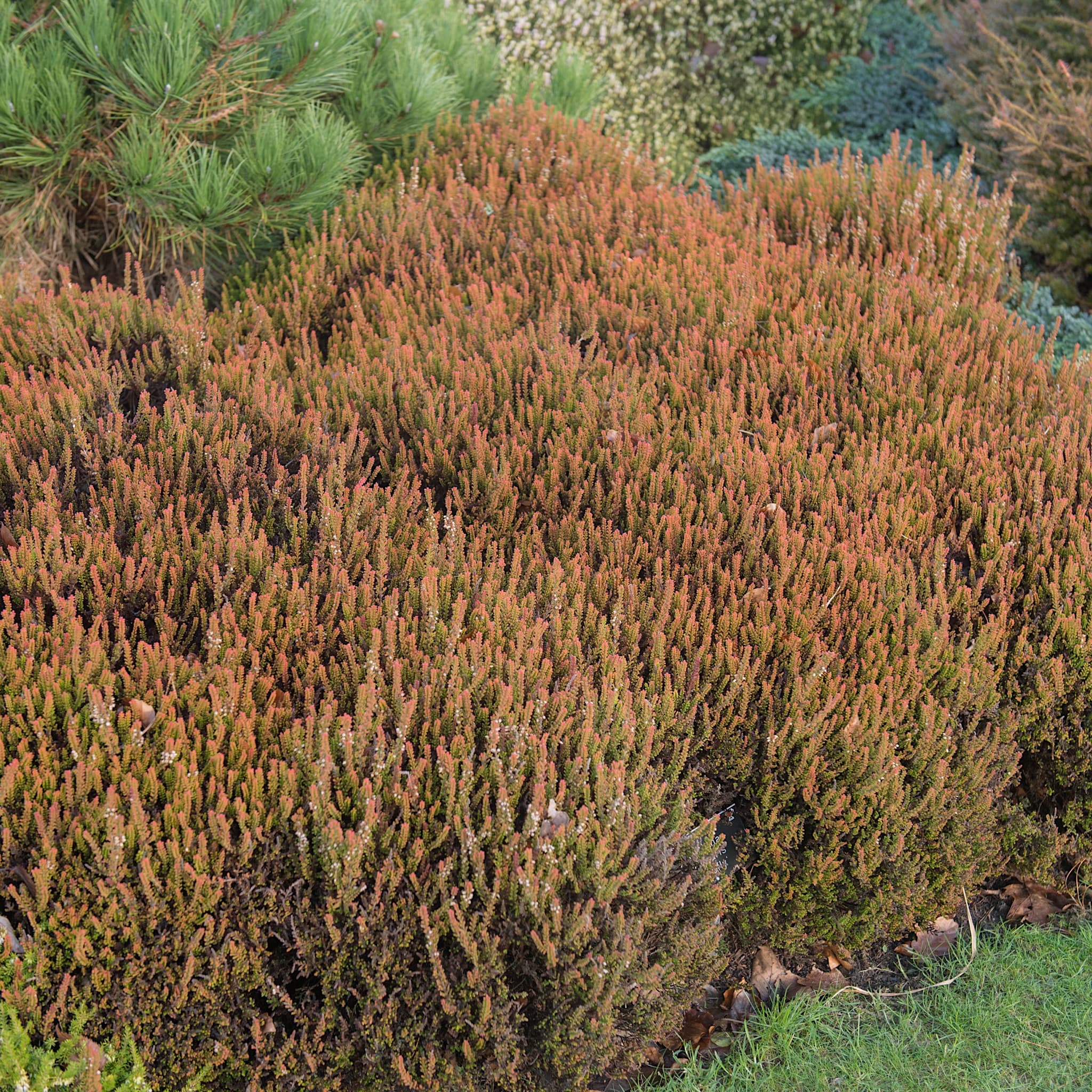 Calluna vulg. 'Firefly'