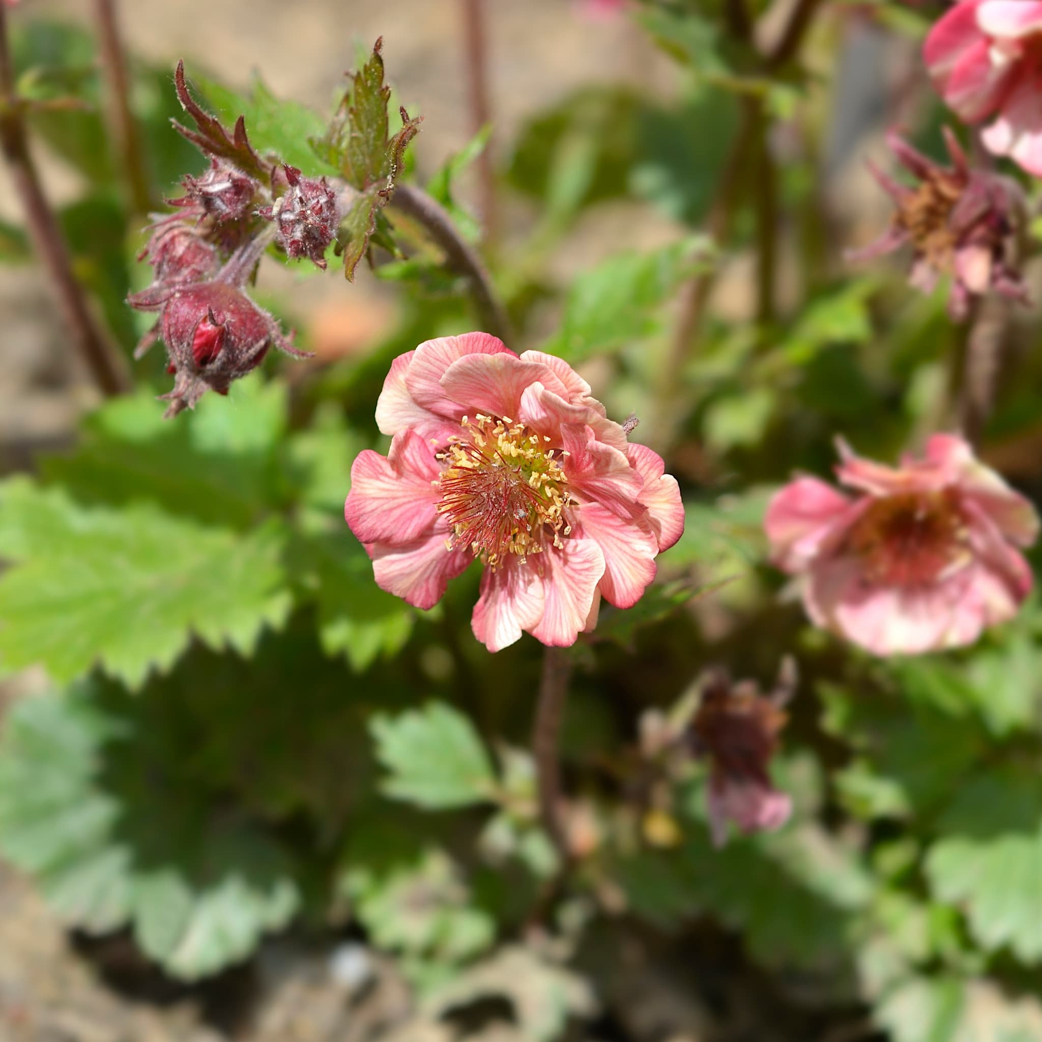 Geum 'Tempo Rose'