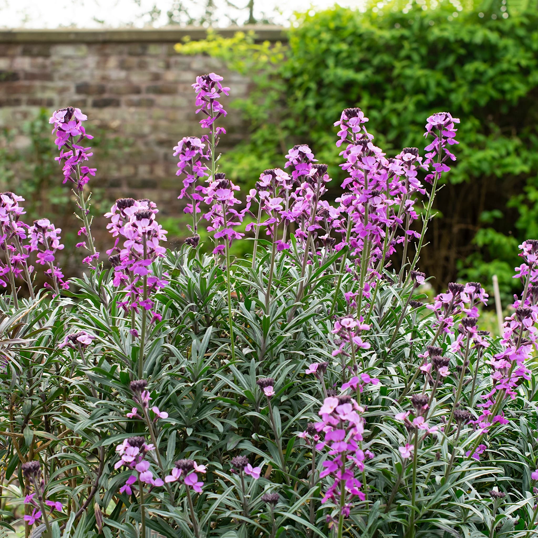 Erysimum 'Bowles' Mauve'