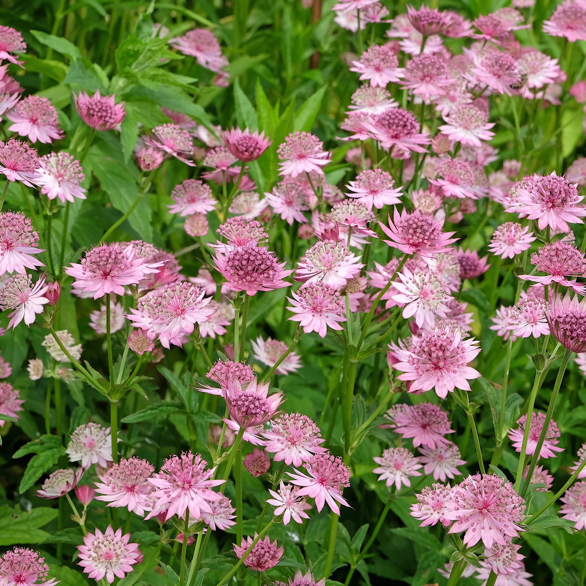 Astrantia maj. 'Roma'