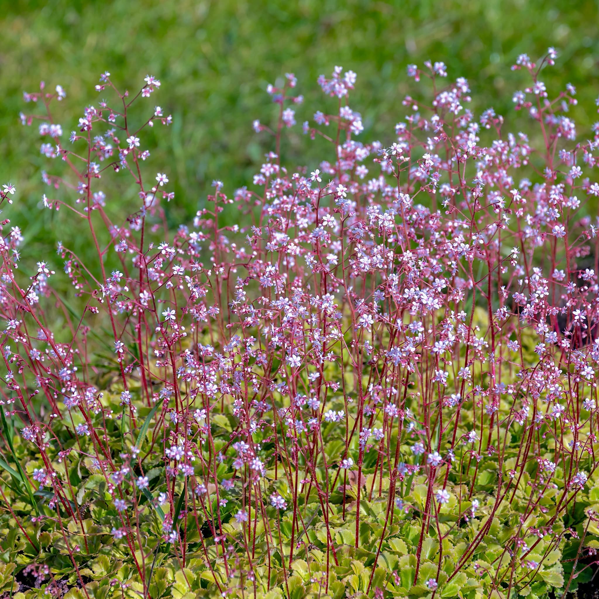 Saxifraga × urbium