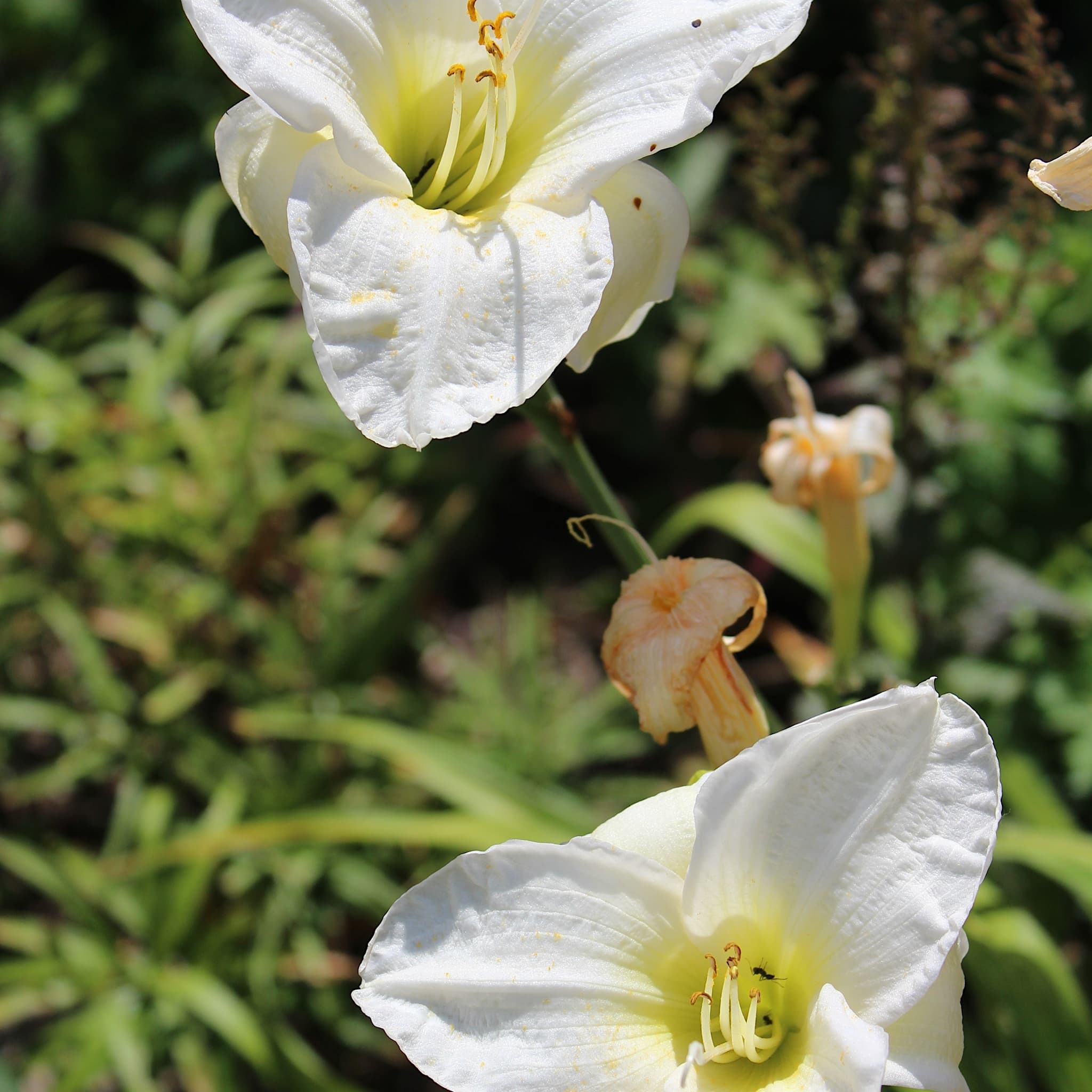 Hemerocallis 'Gentle Shepherd'