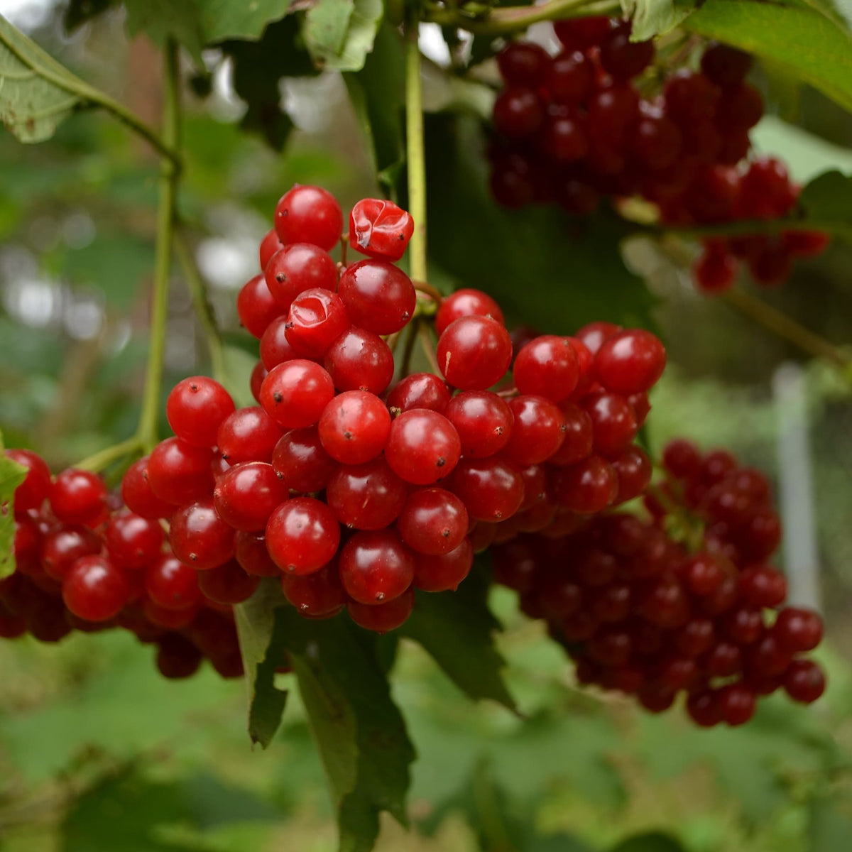 Compactum Tree Buy Viburnum opulus 'Compactum' Plants - 2L Pots Delivered ...