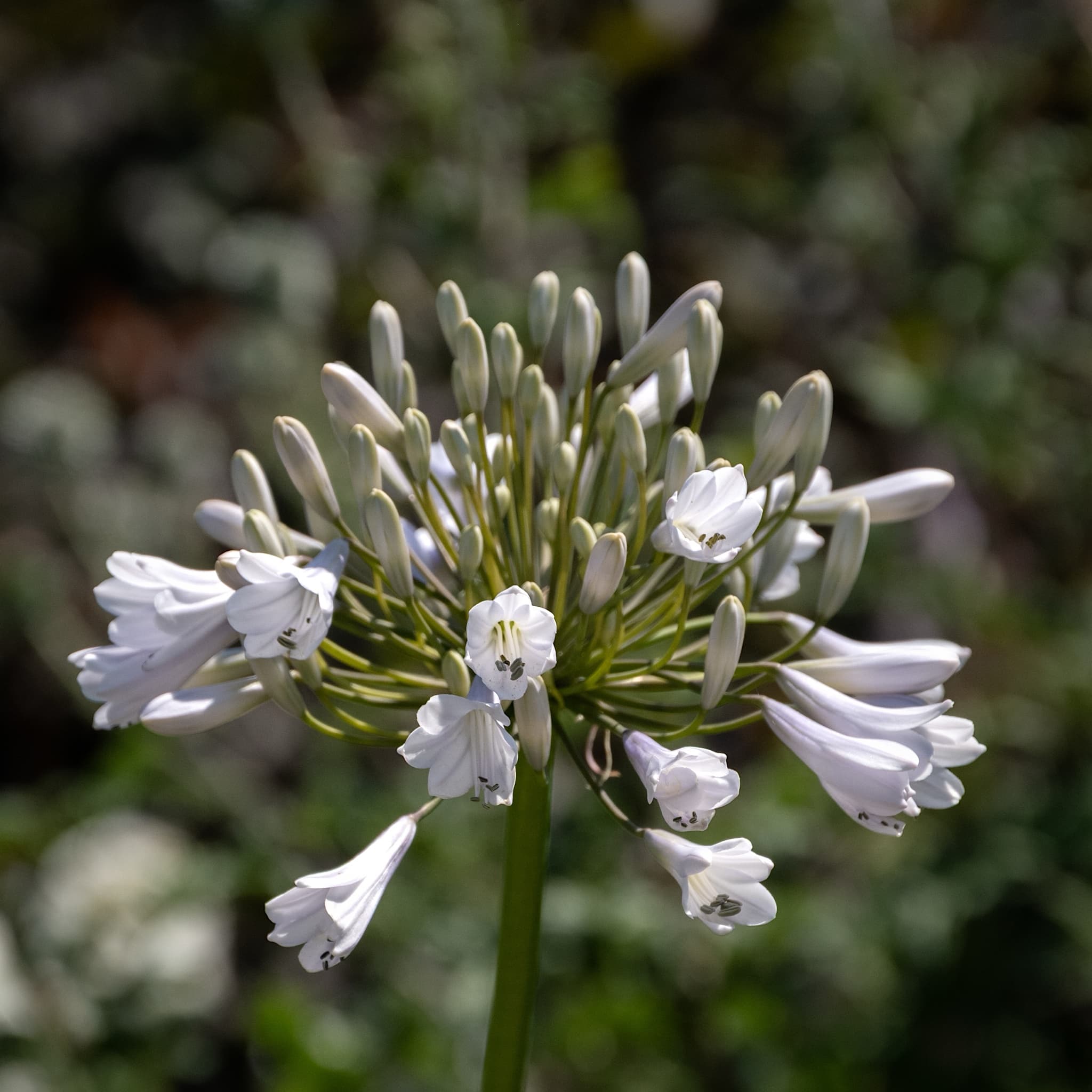 Agapanthus 'Windsor Grey'