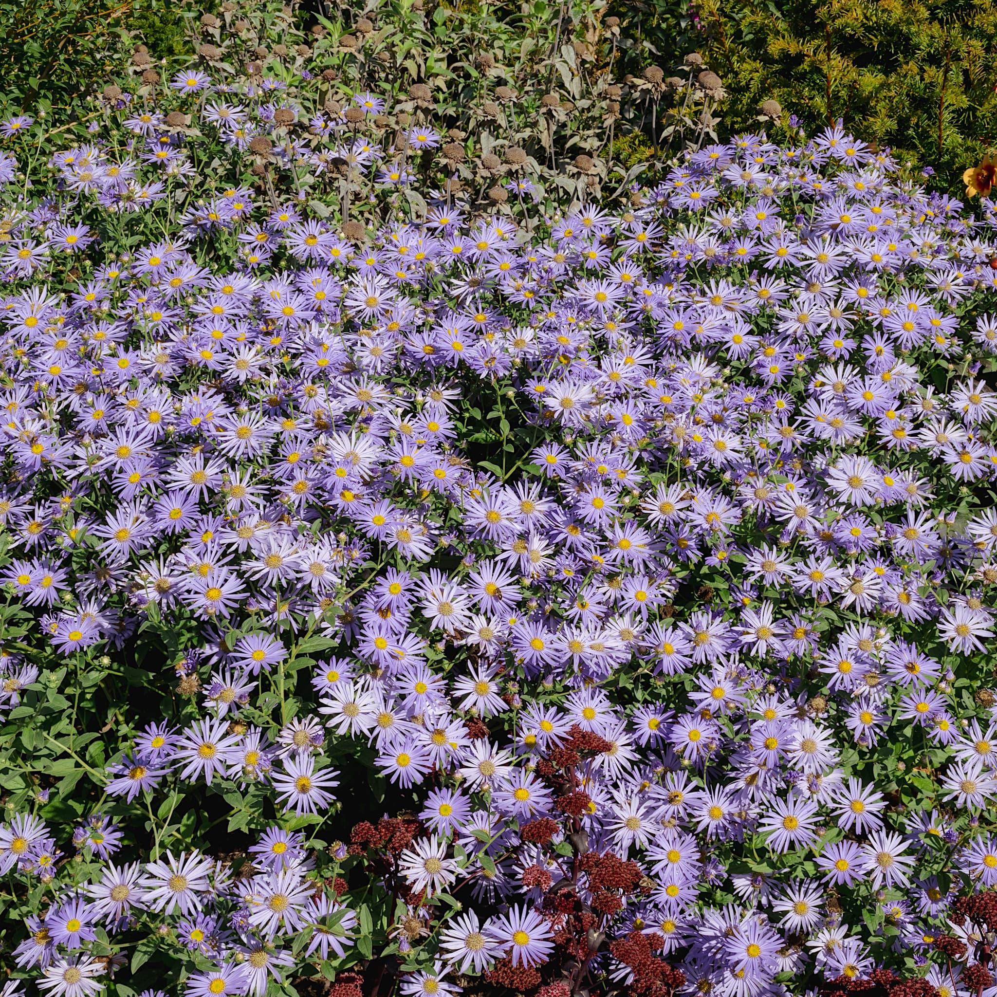 Aster x frikartii 'Monch'