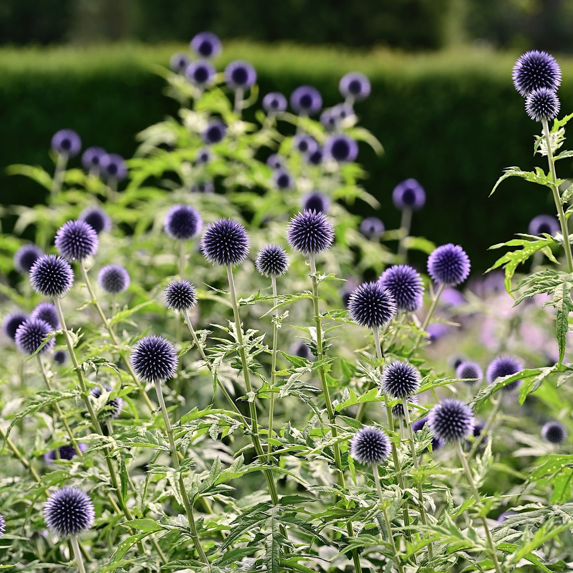 Echinops ritro