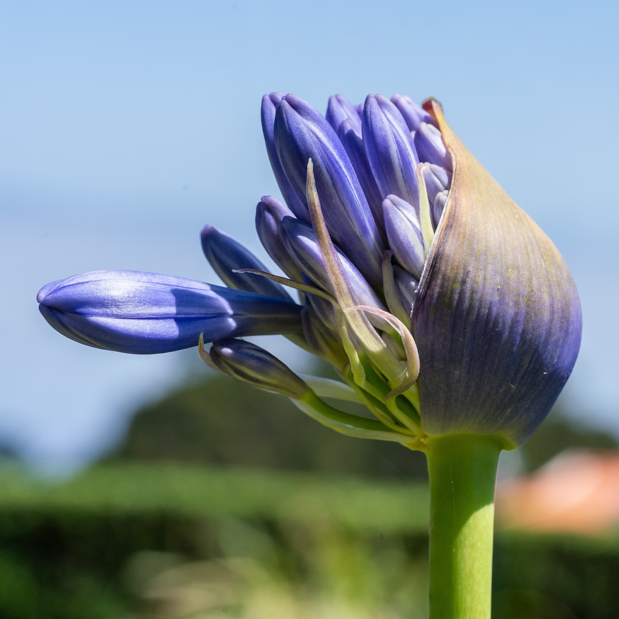 Agapanthus 'Columba'