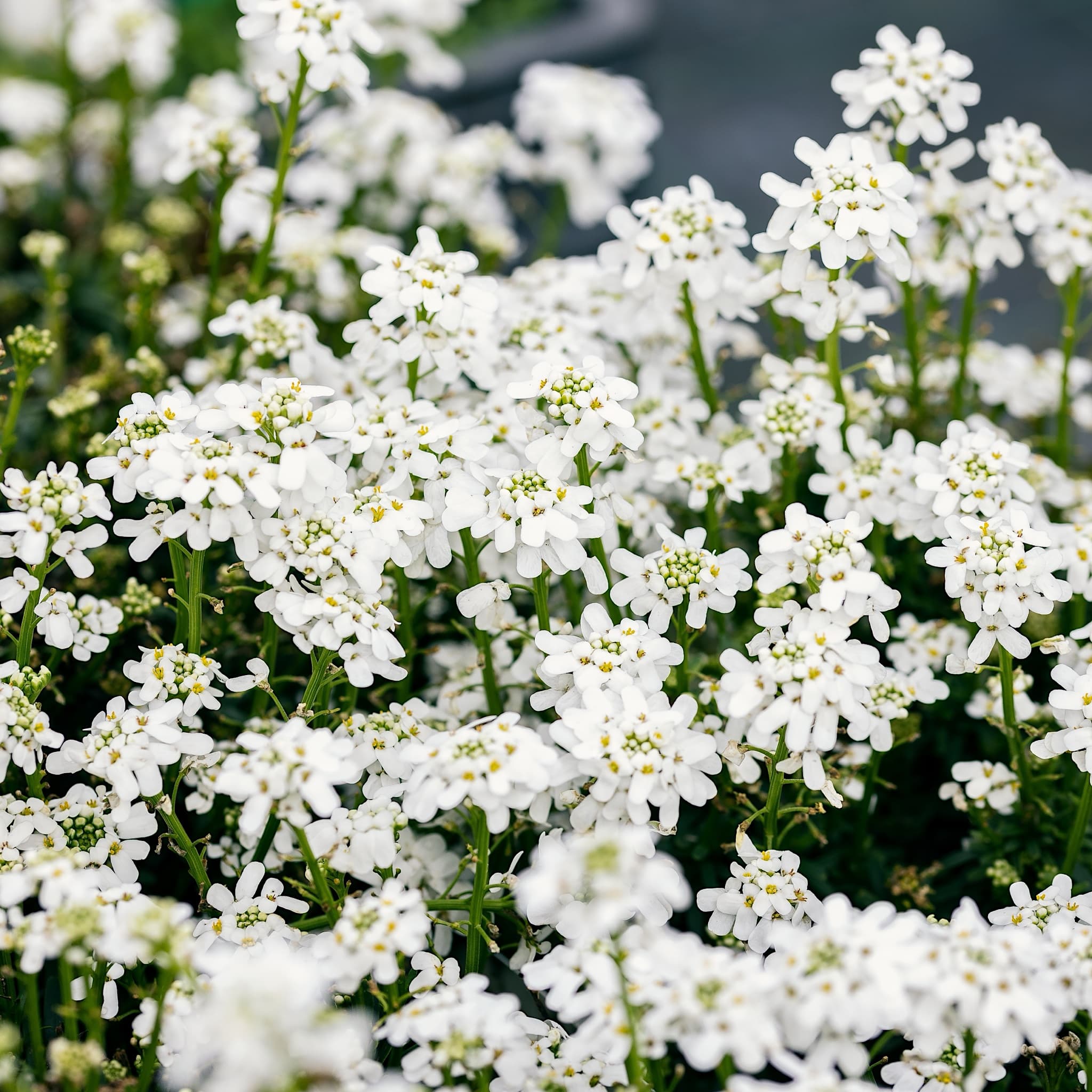 Iberis semp. 'Fischbeck'