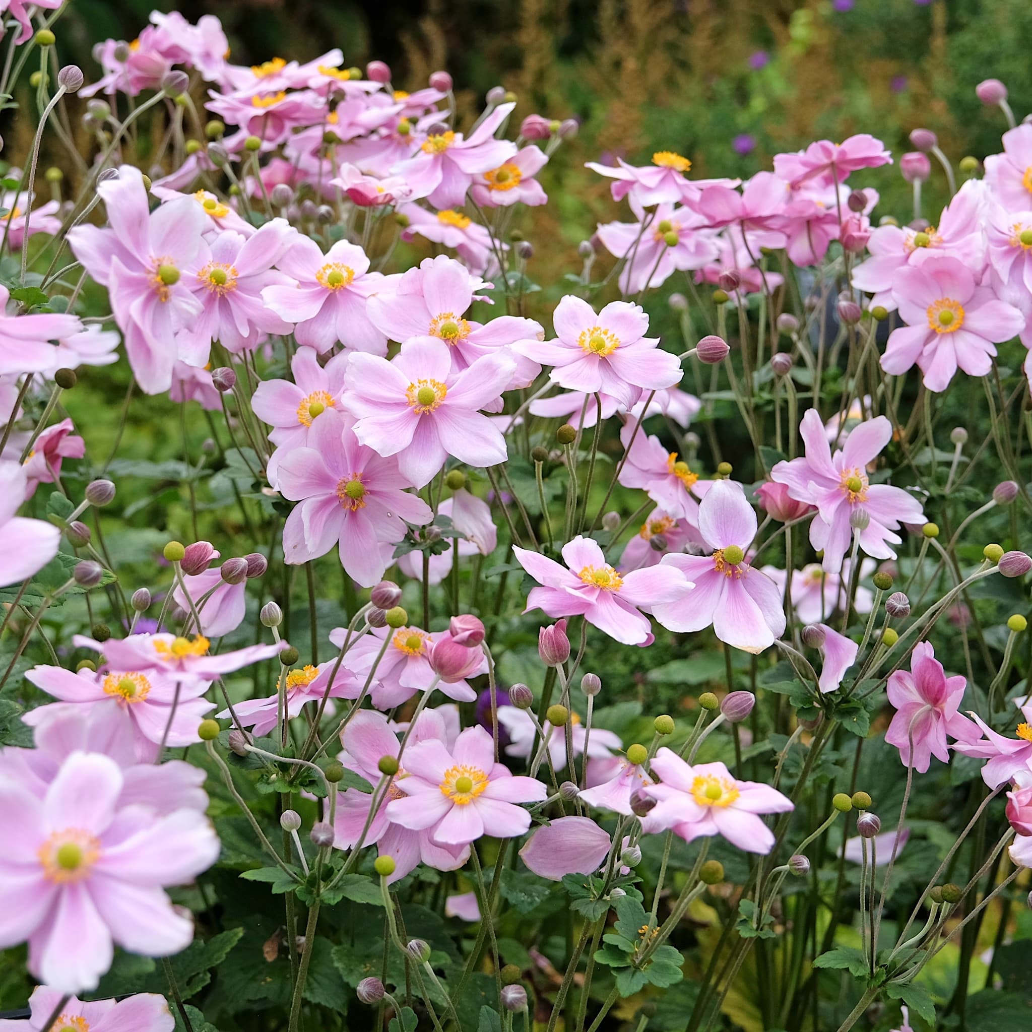 Anemone hybrid 'Queen Charlotte'