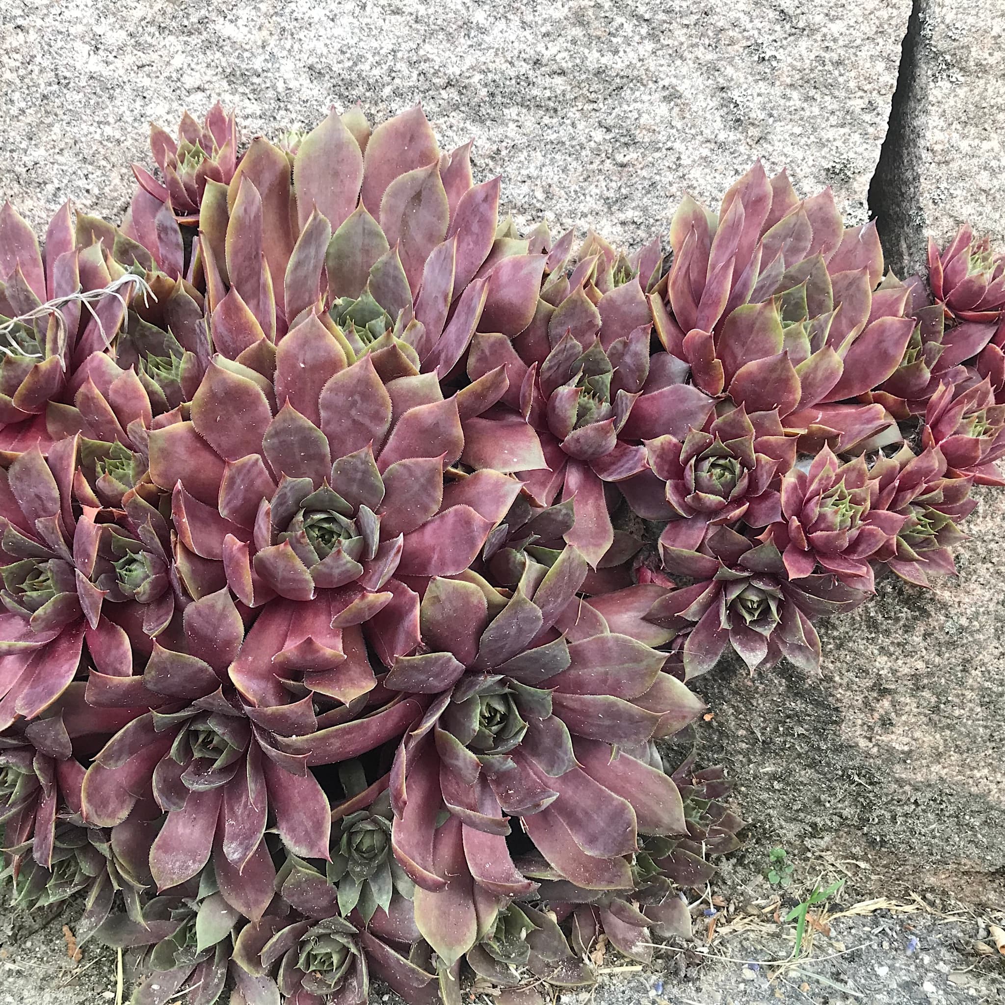 Sempervivum hybrids