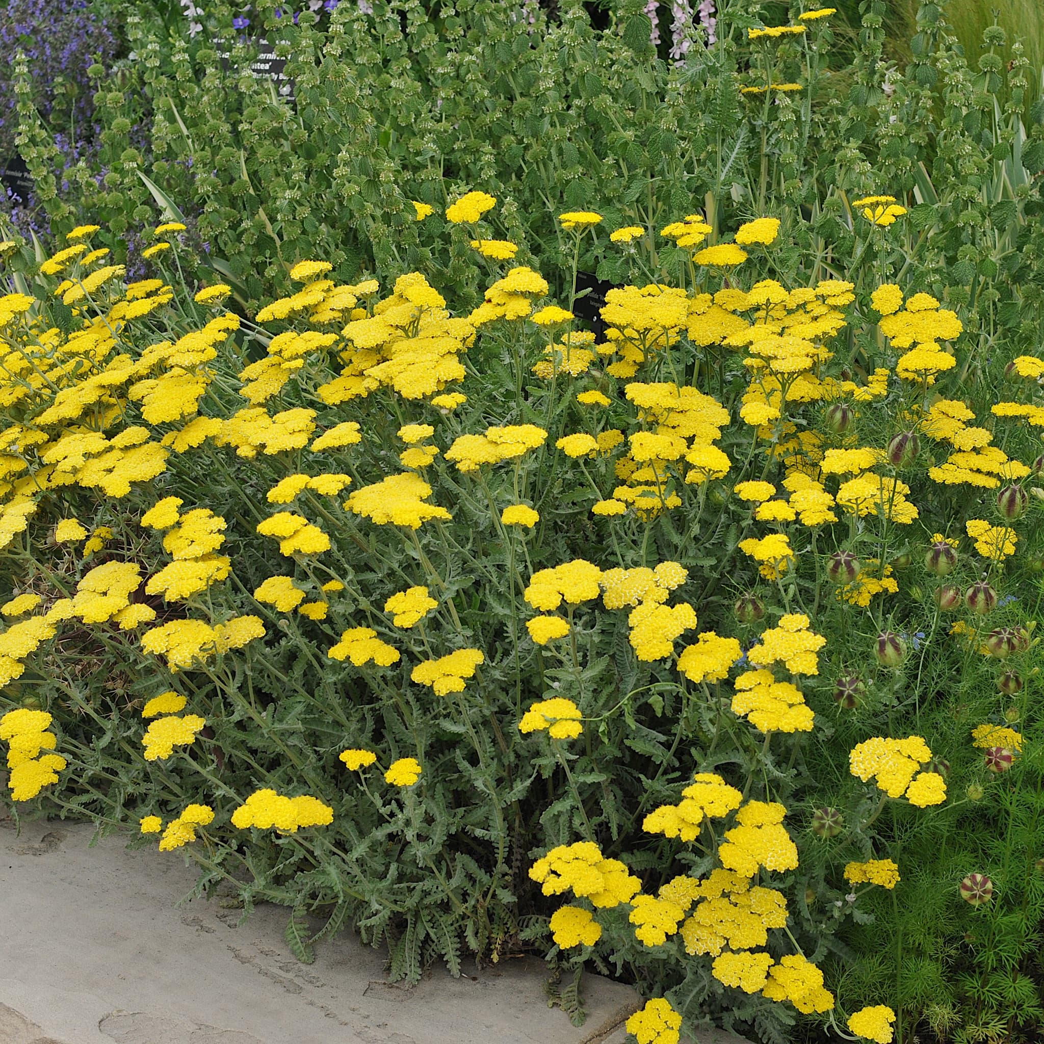 Achillea 'Moonshine'