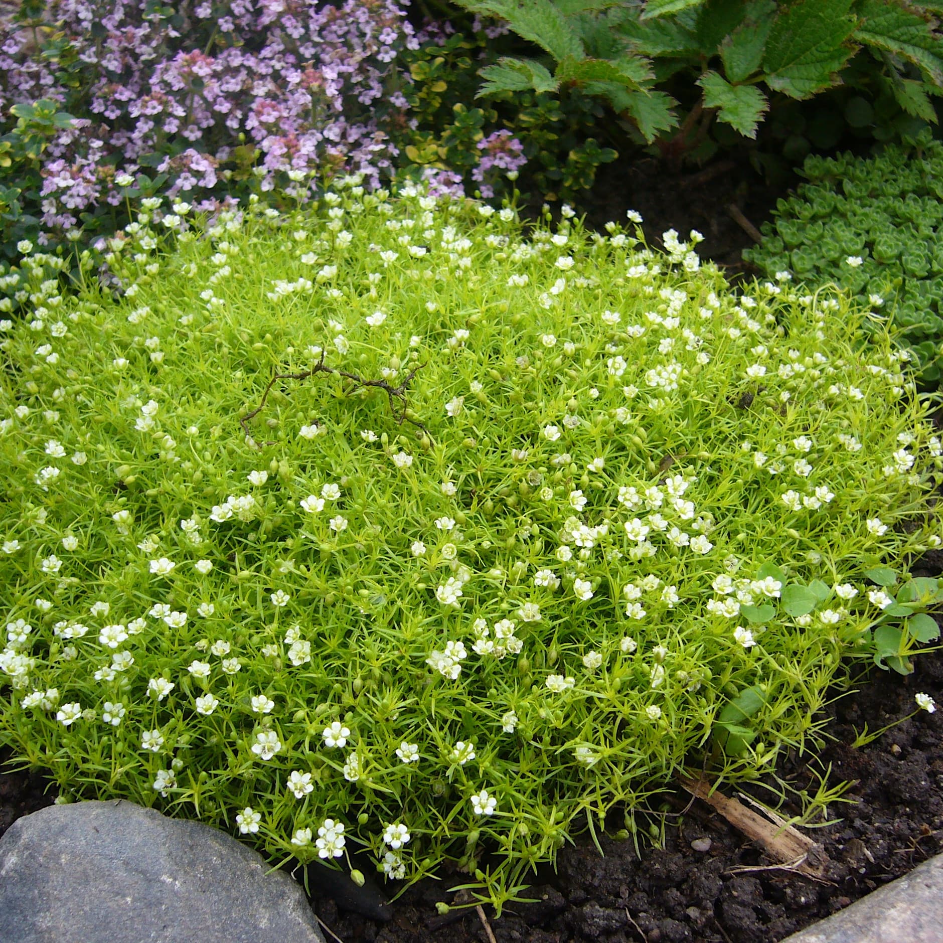 Sagina subulata