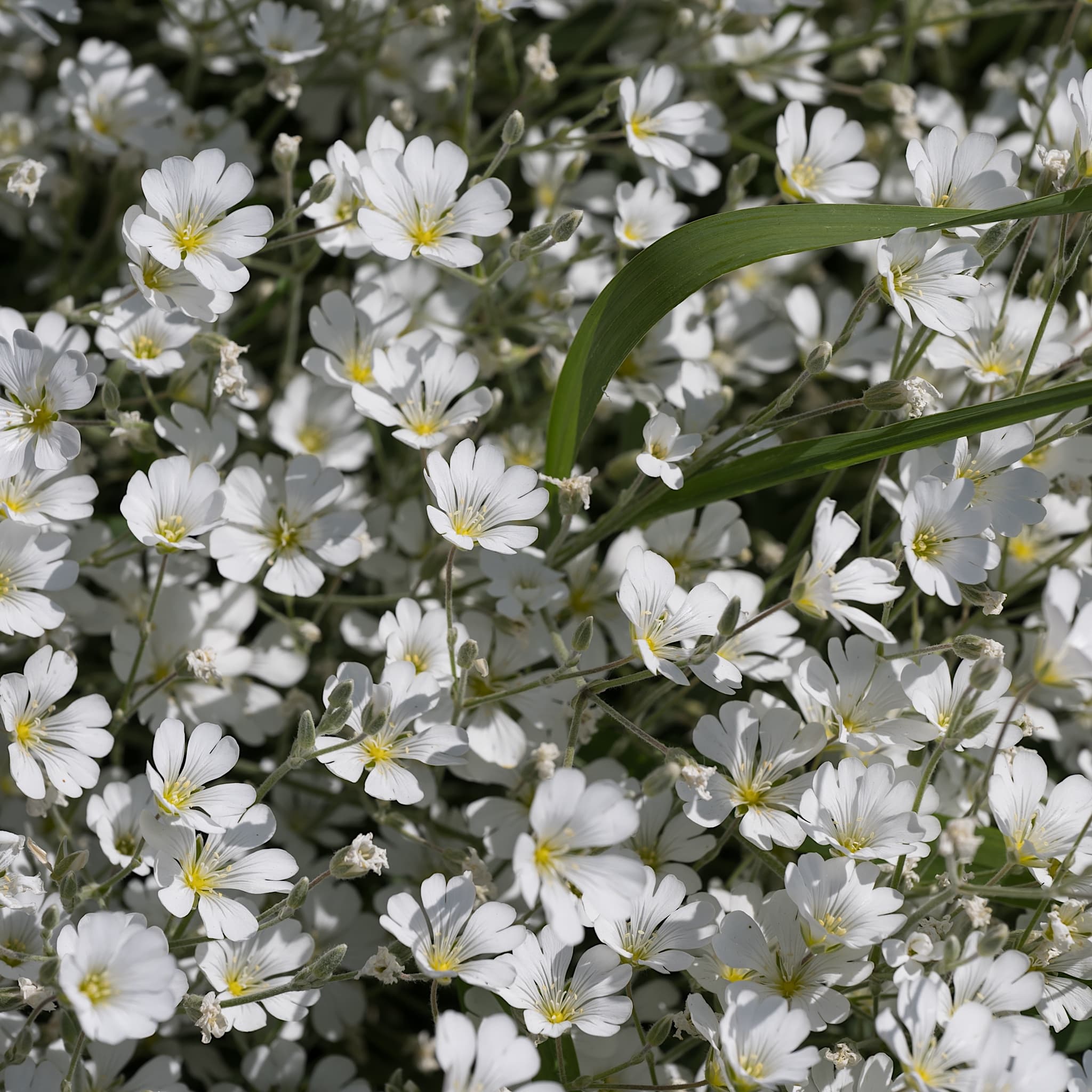 Gypsophila repens 'Alba'