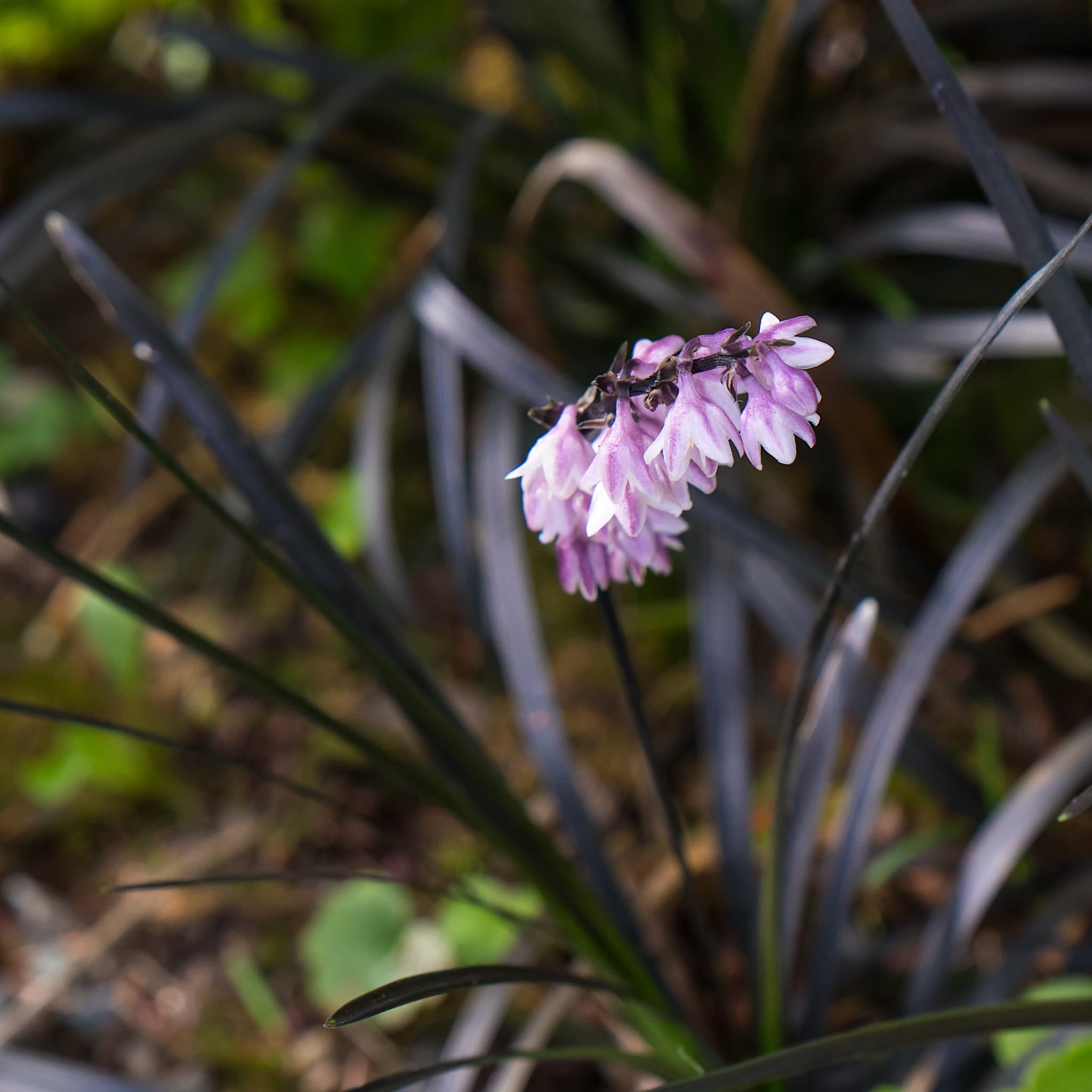 Ophiopogon plan. 'Nigrescens'