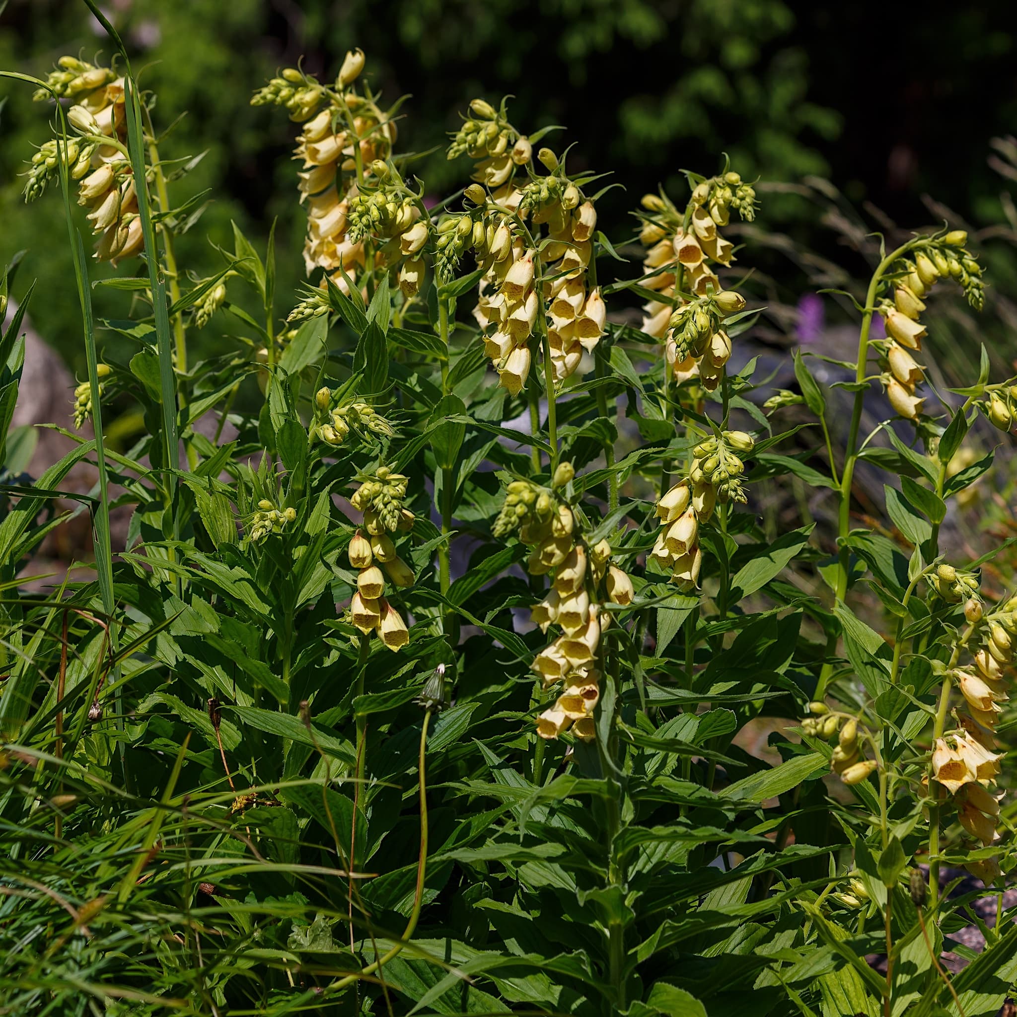 Digitalis grandiflora