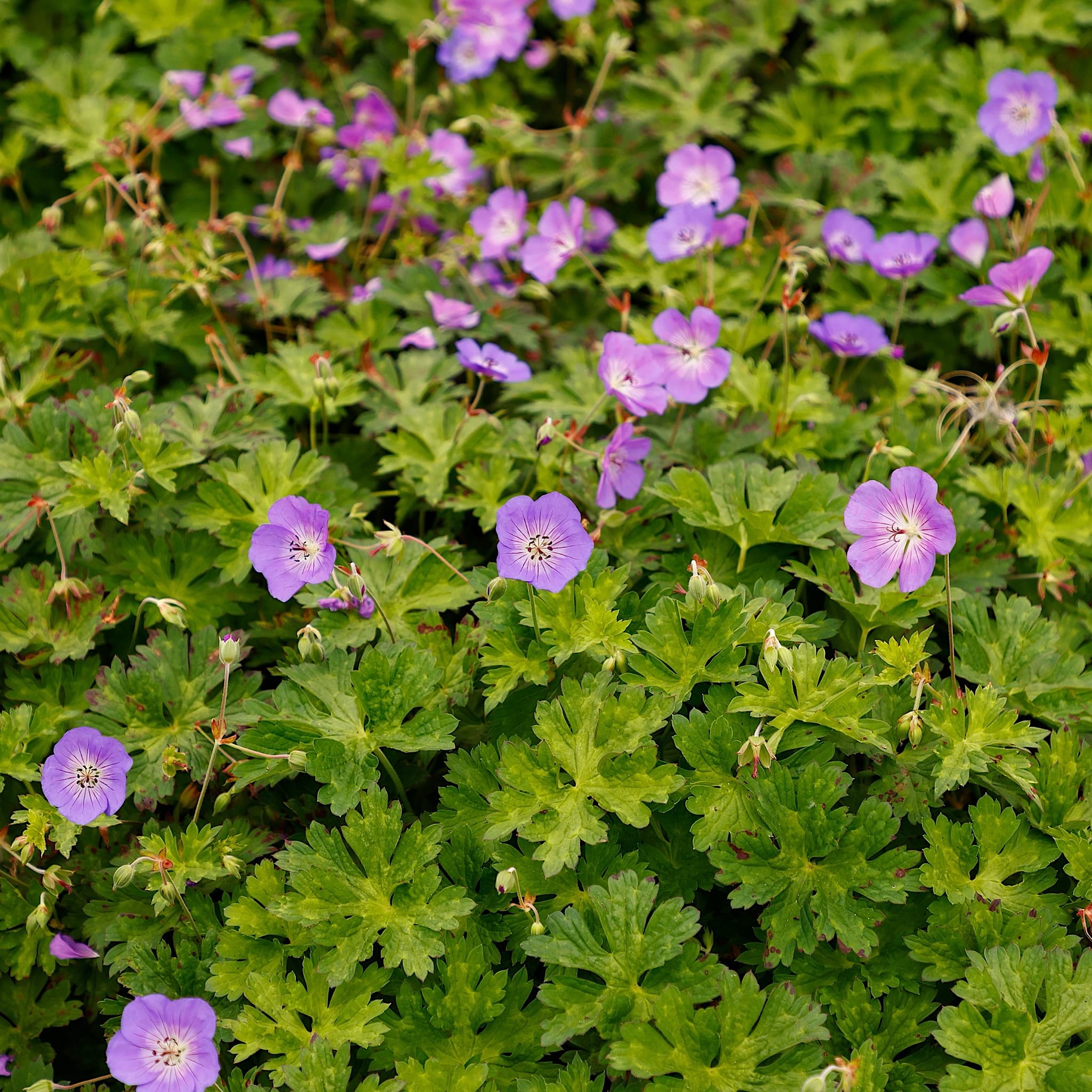 Geranium 'Azure Rush'
