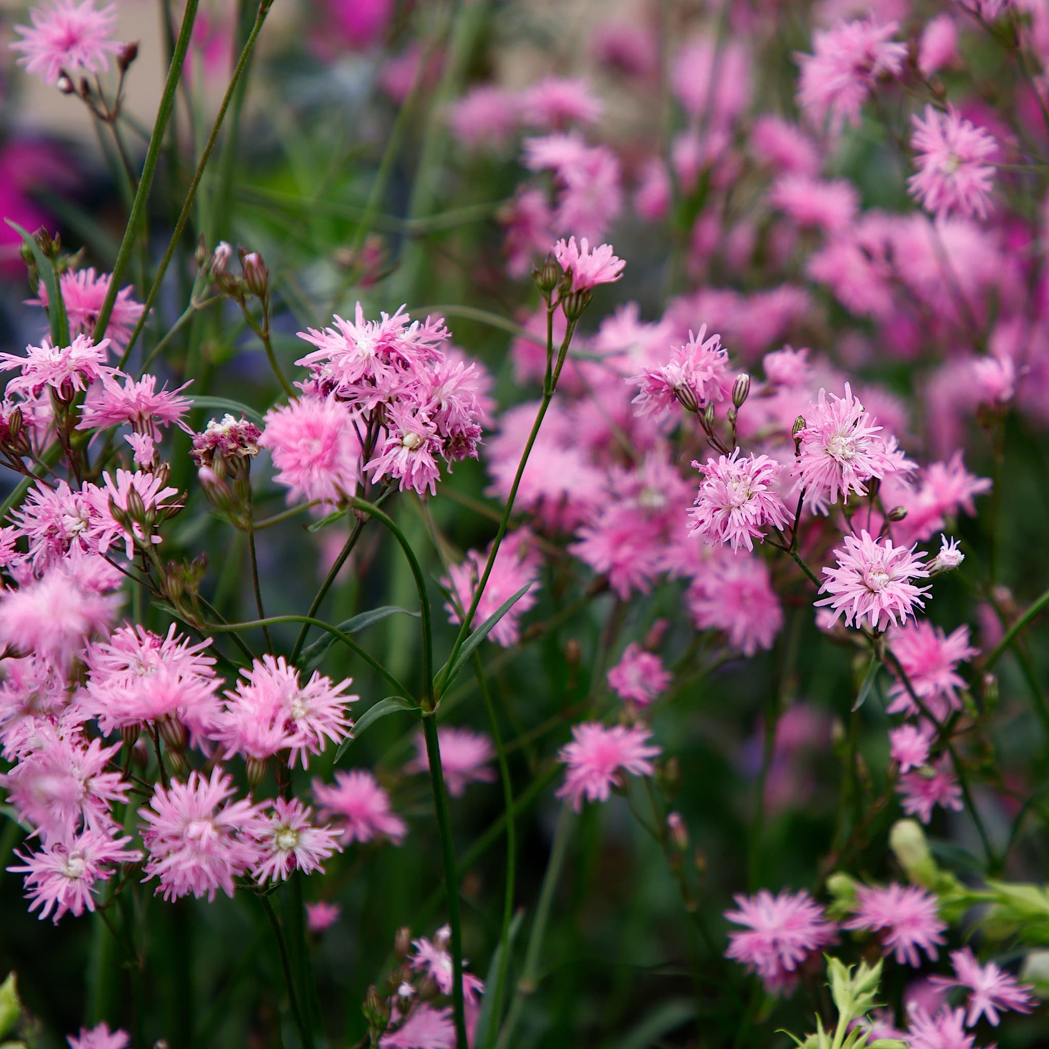 Lychnis 'Jenny'
