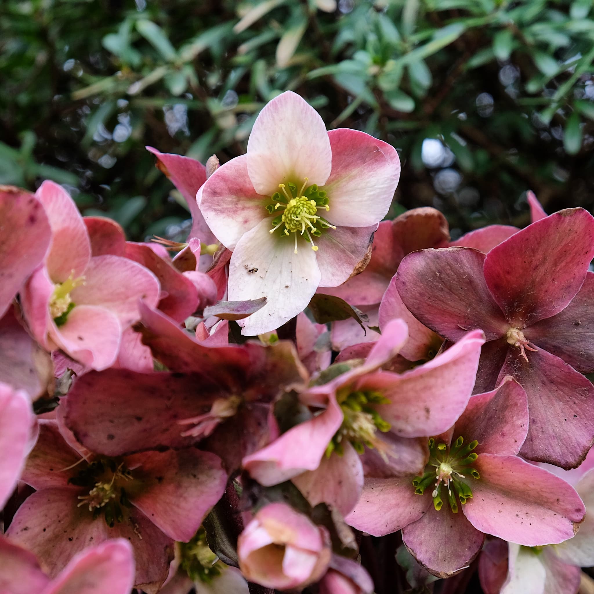 Helleborus 'Angel Glow'
