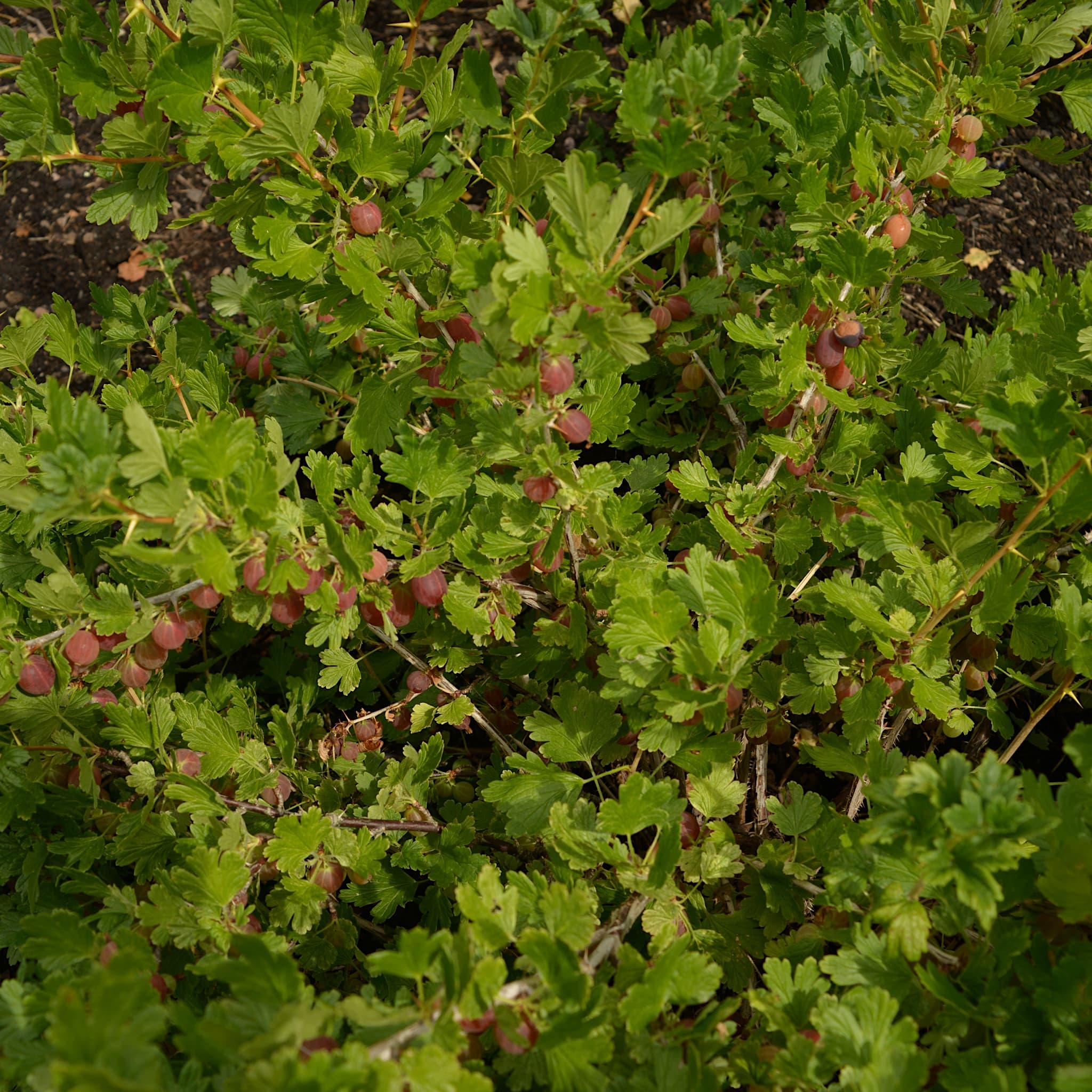 Ribes uva-crispa 'Hinnonmaki Red'