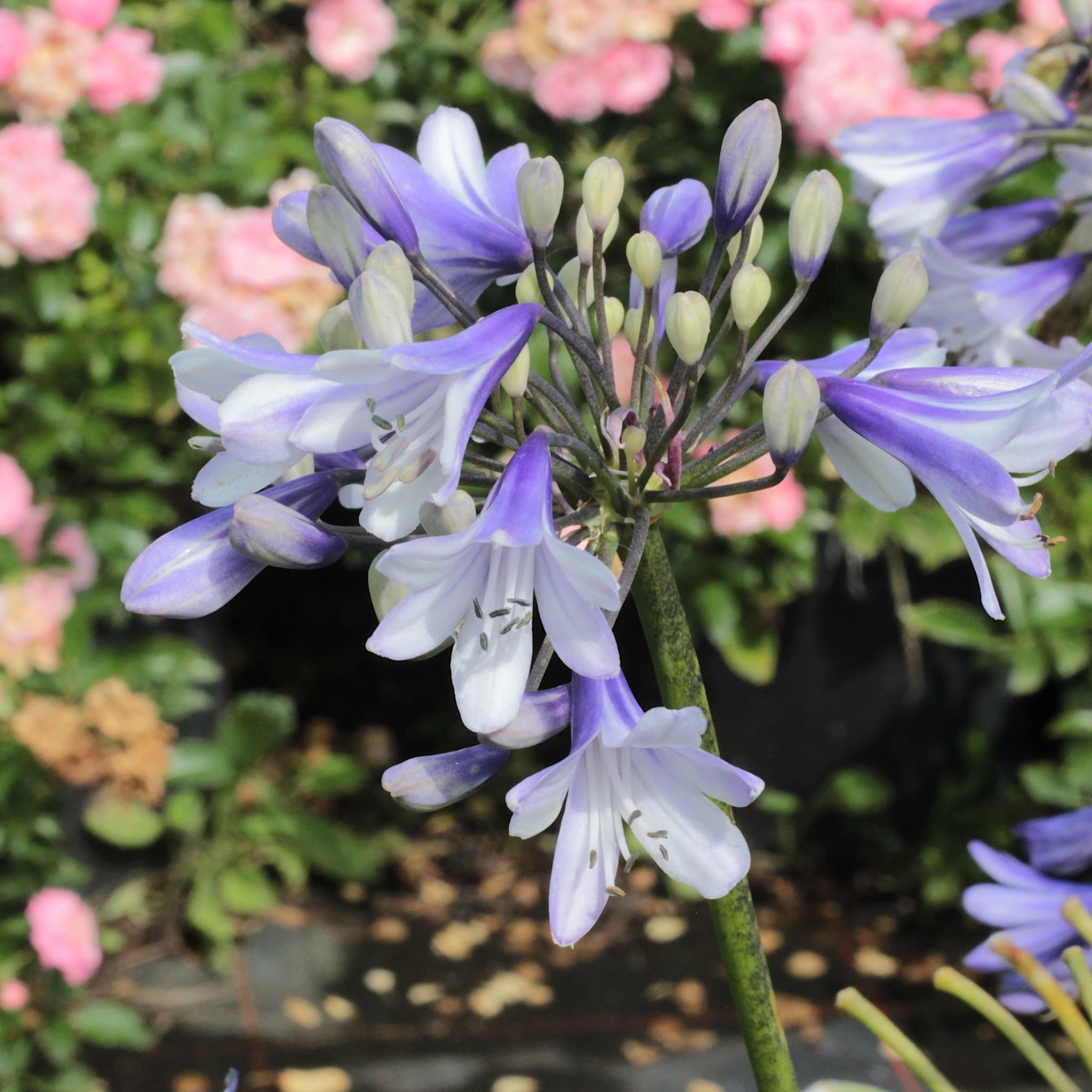 Agapanthus 'Twister'