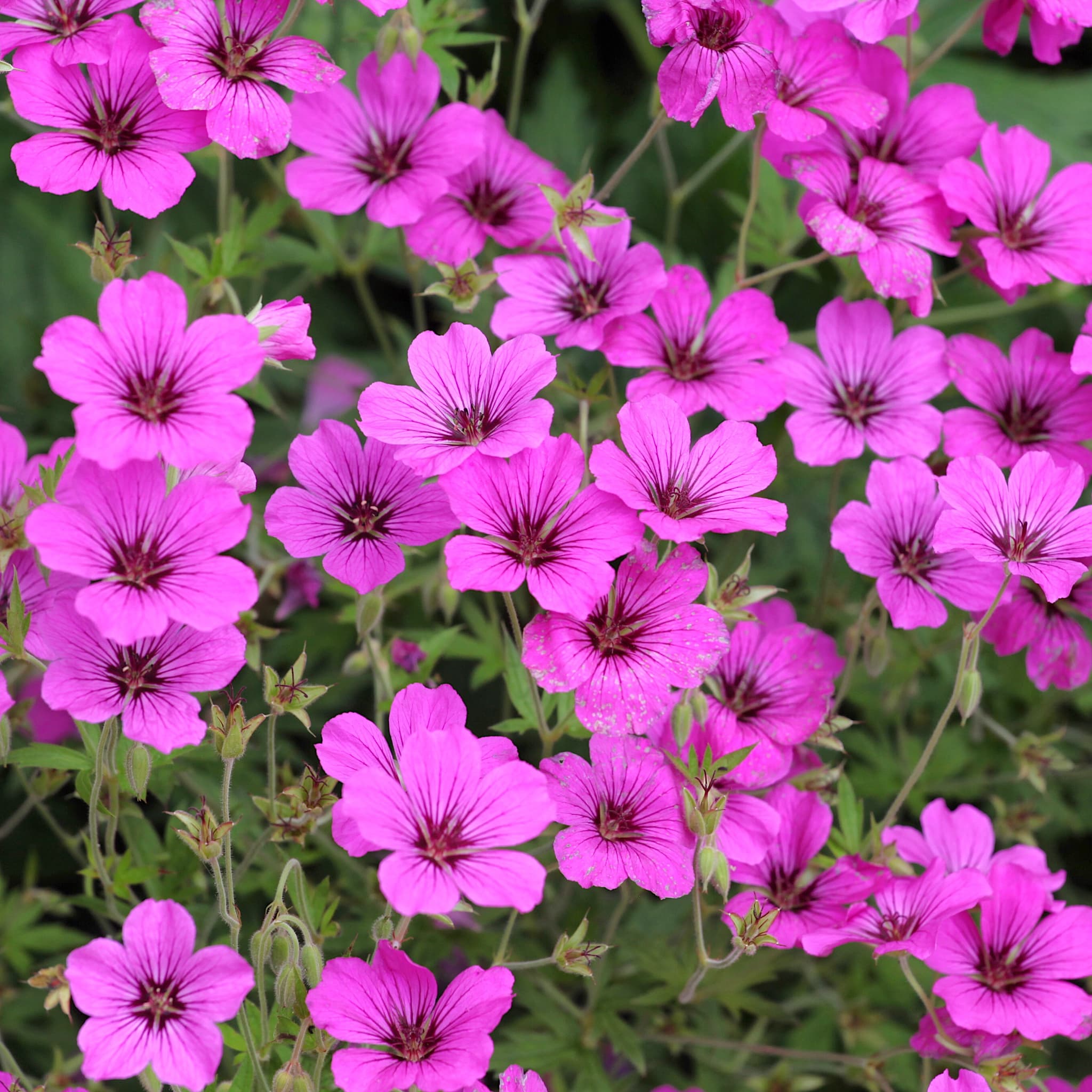 Geranium 'Patricia' (Pink)
