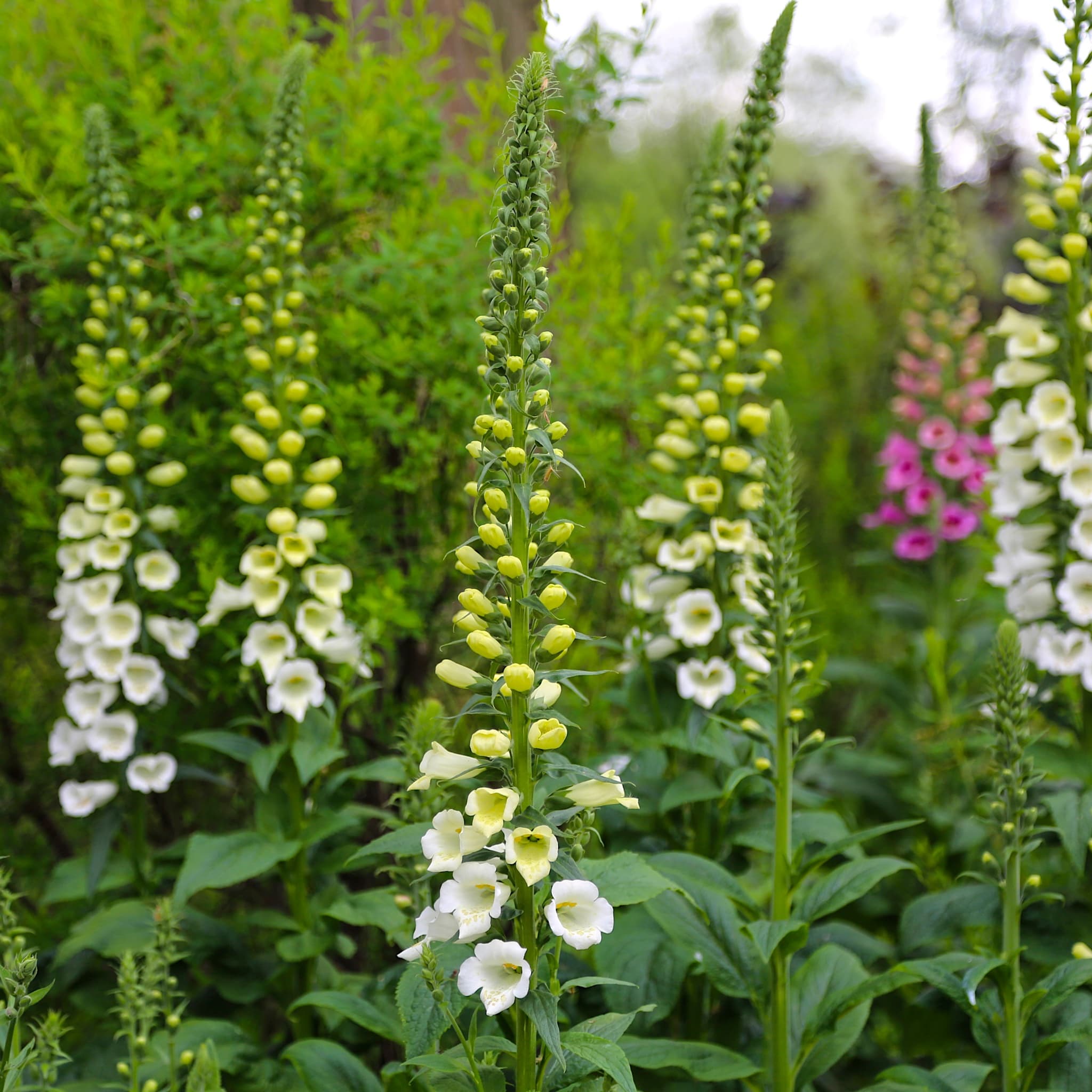 Digitalis purp. 'Alba'