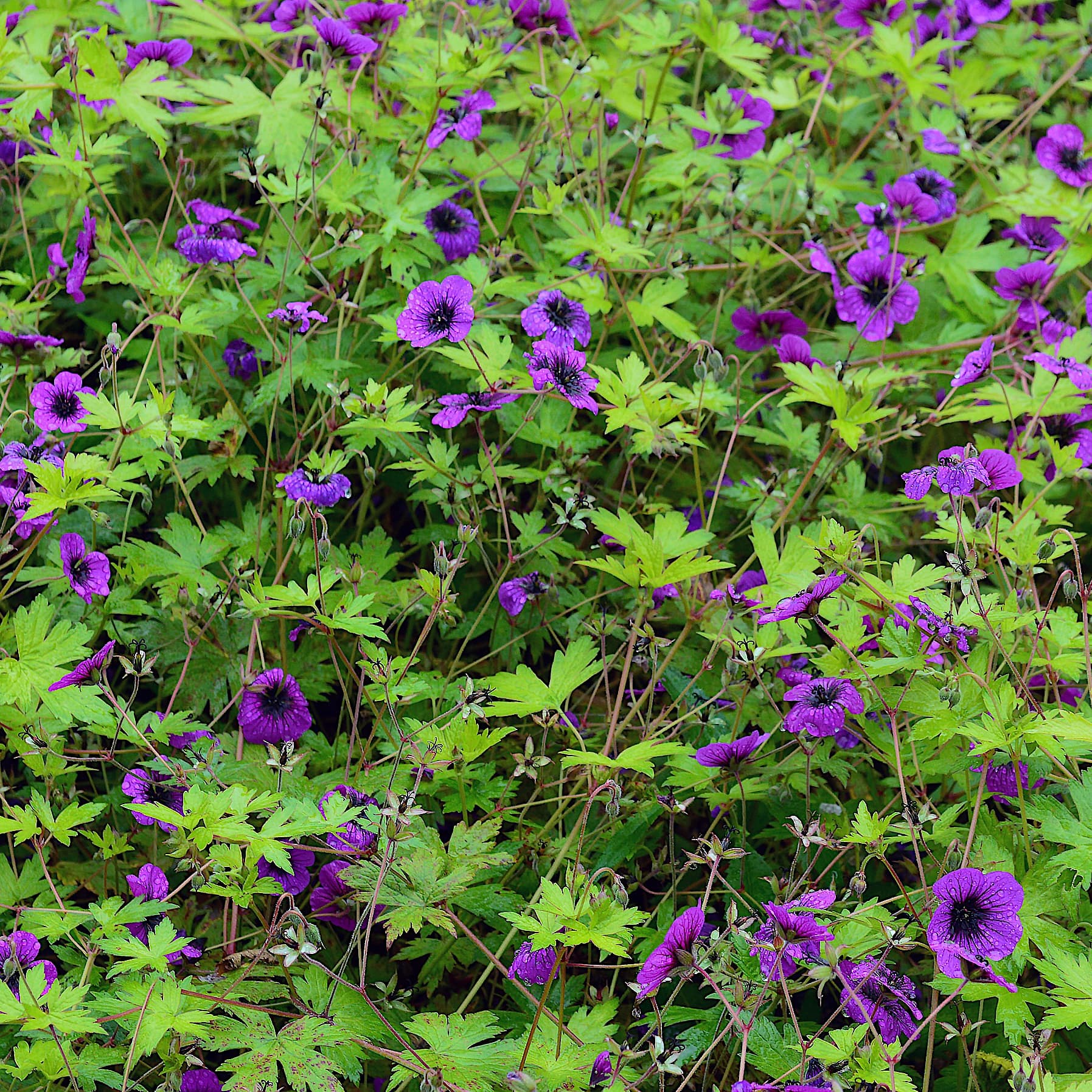 Geranium 'Ann Folkard' (Magenta Pink)