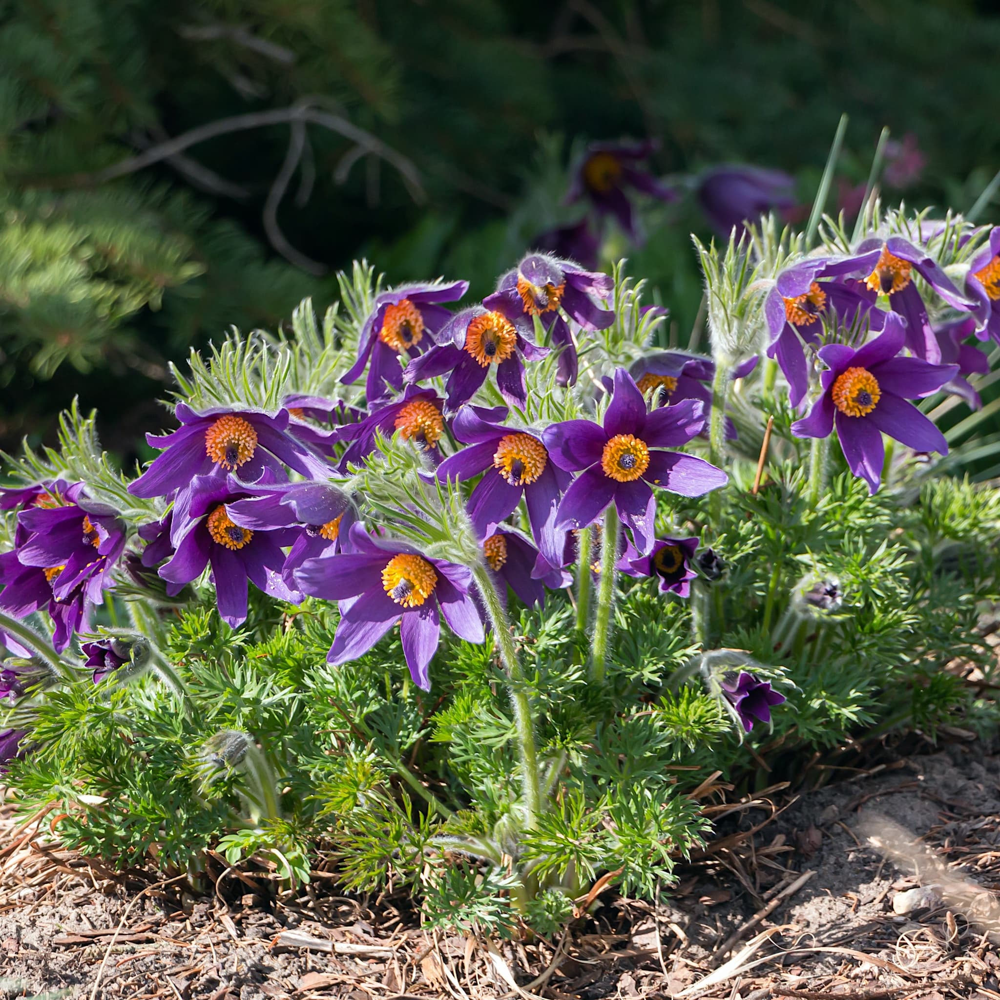Pulsatilla vulgaris