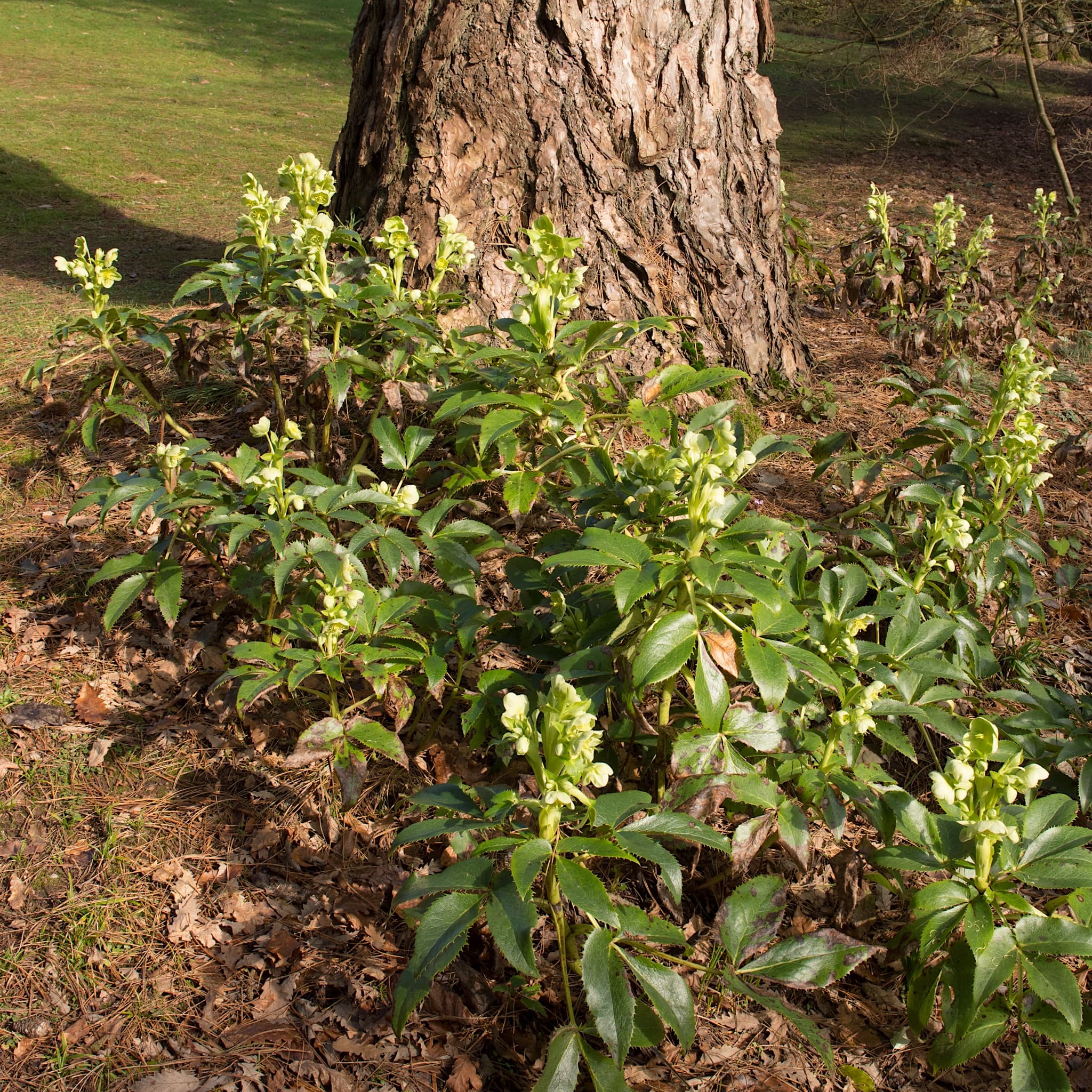 Helleborus argutifolius