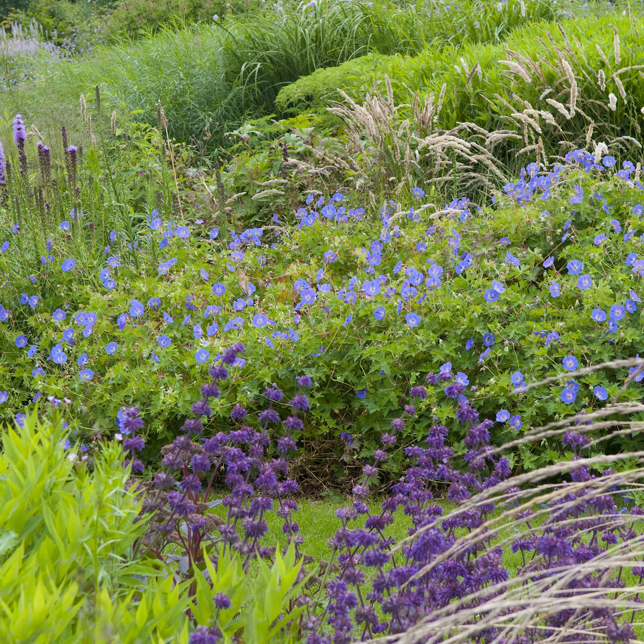 Geranium 'Johnson's Blue'