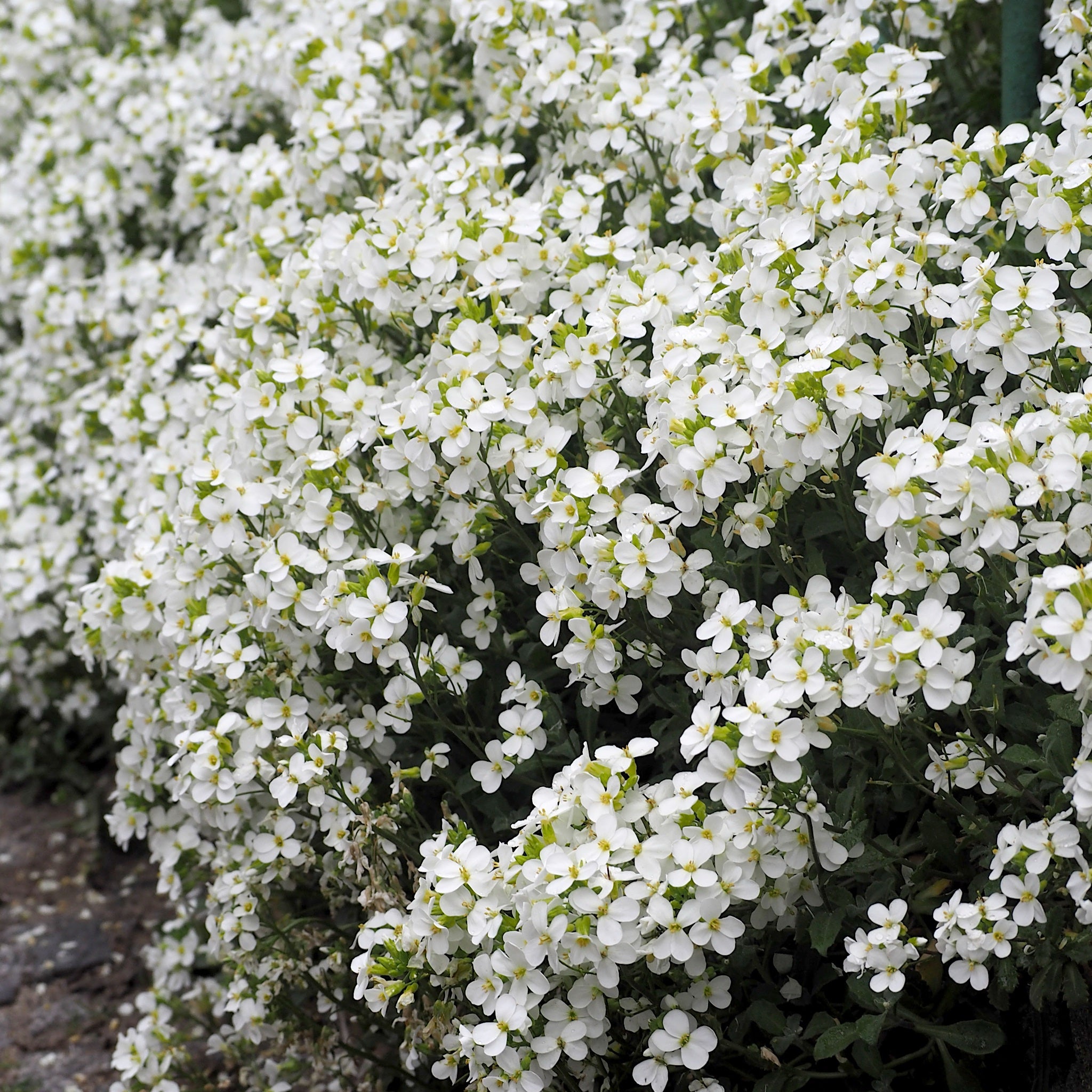 Arabis cauc. 'Snowcap'