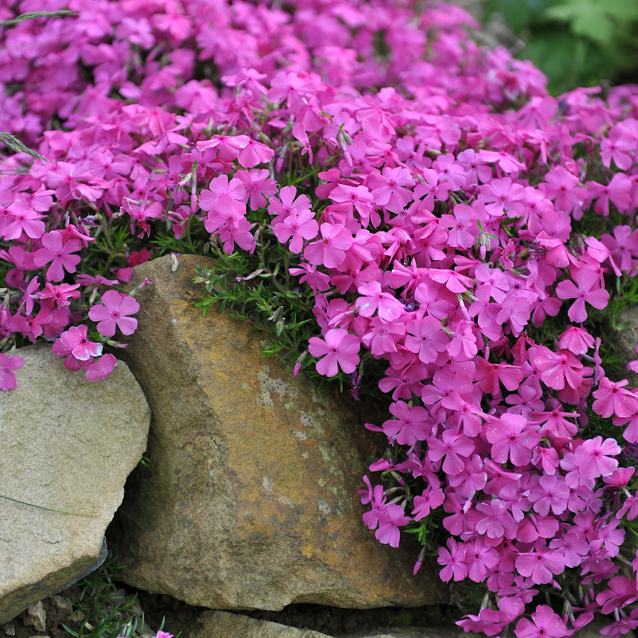 Phlox sub. 'MacDaniel's Cushion'