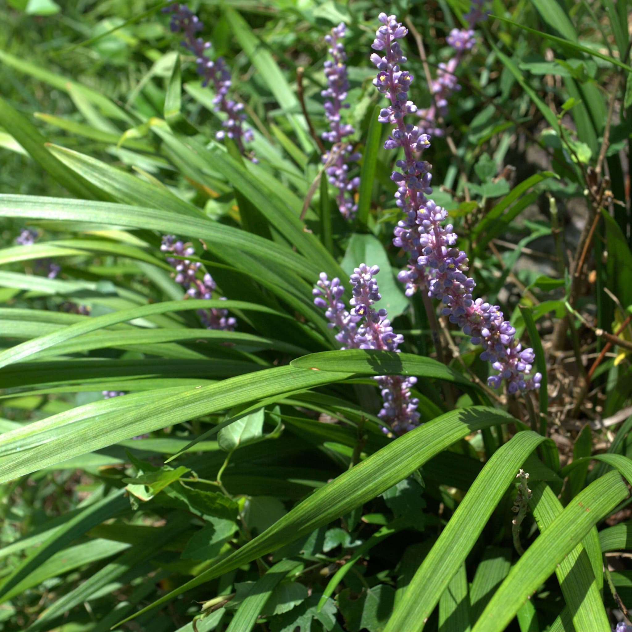 Liriope muscari