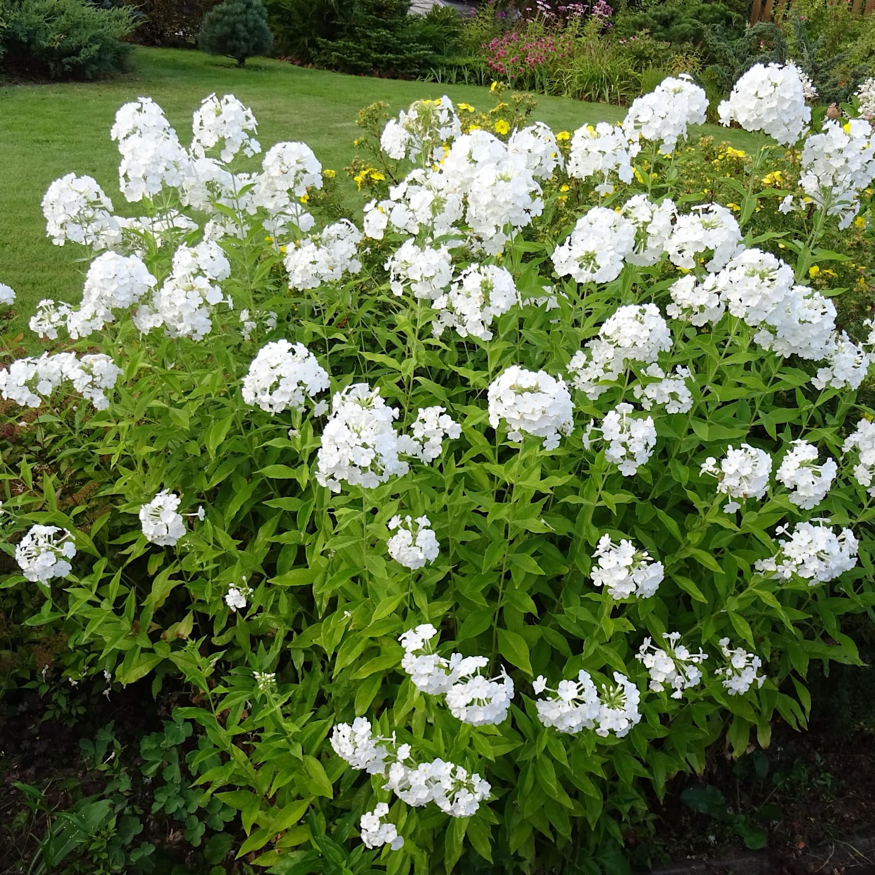 Phlox pan. 'David'