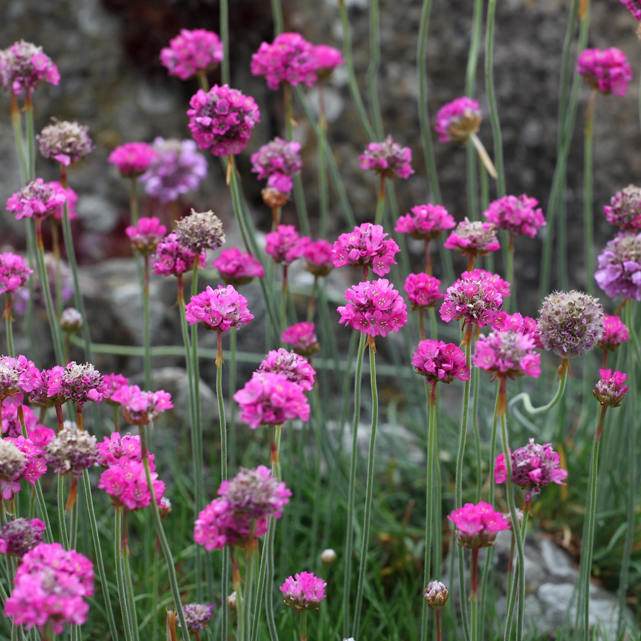 Armeria maritima 'Splendens'