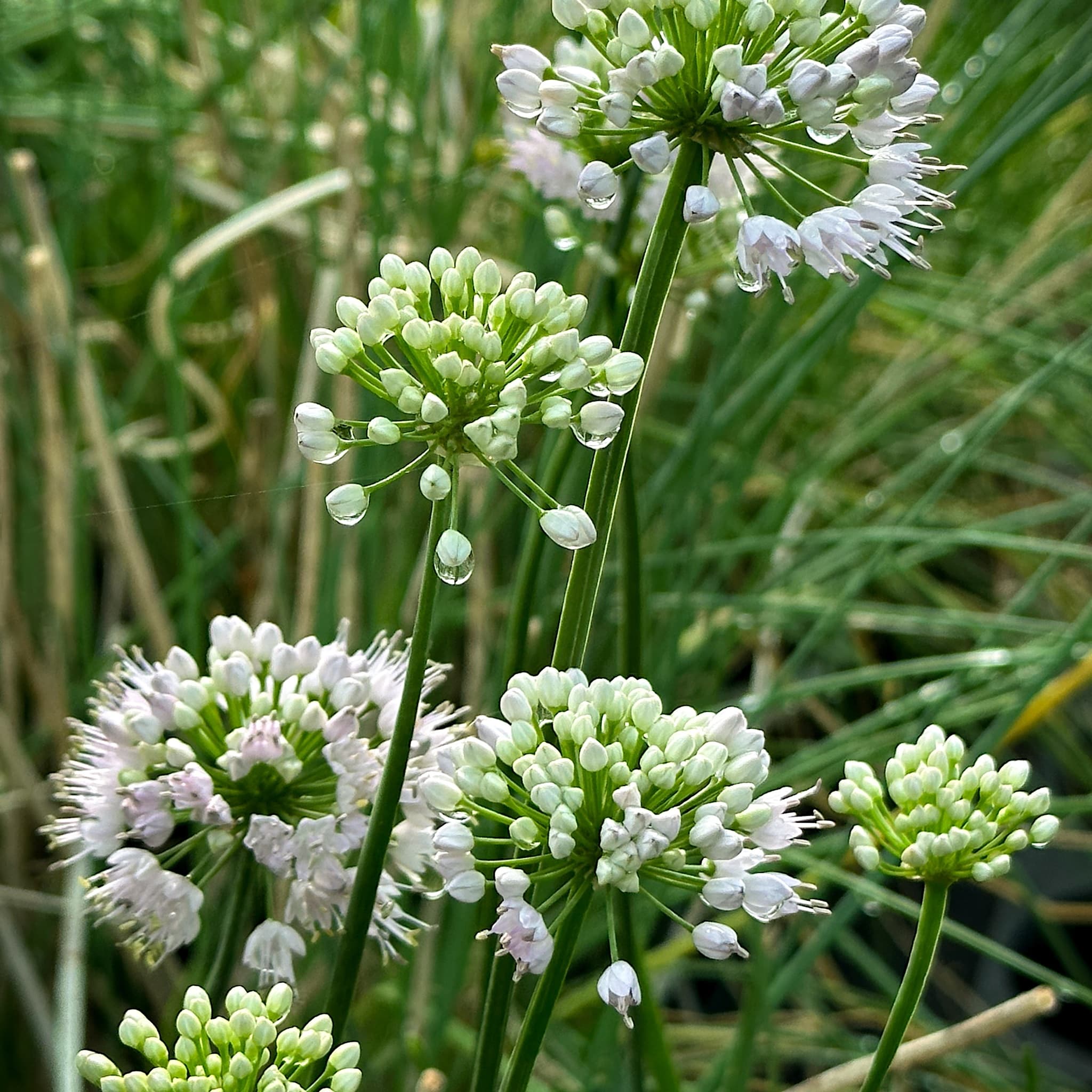 Allium 'Summer Beauty'