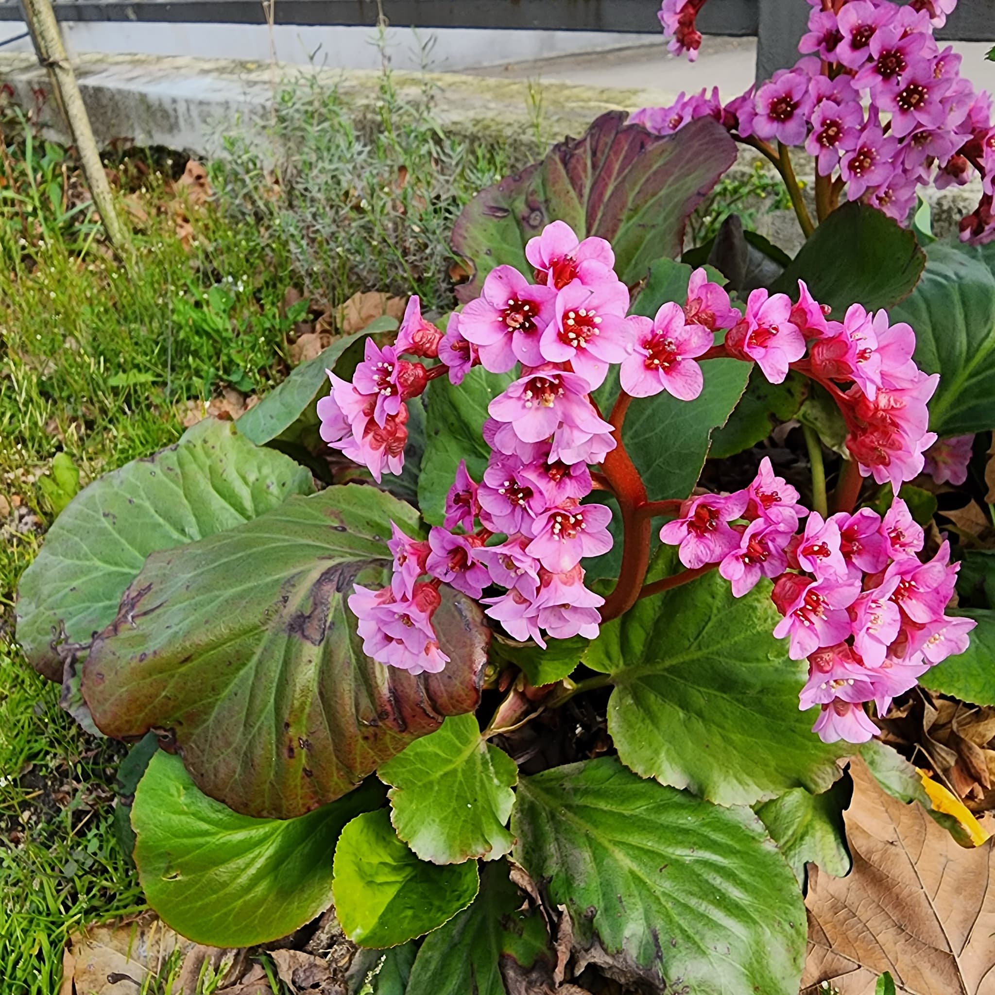 Bergenia cordifolia
