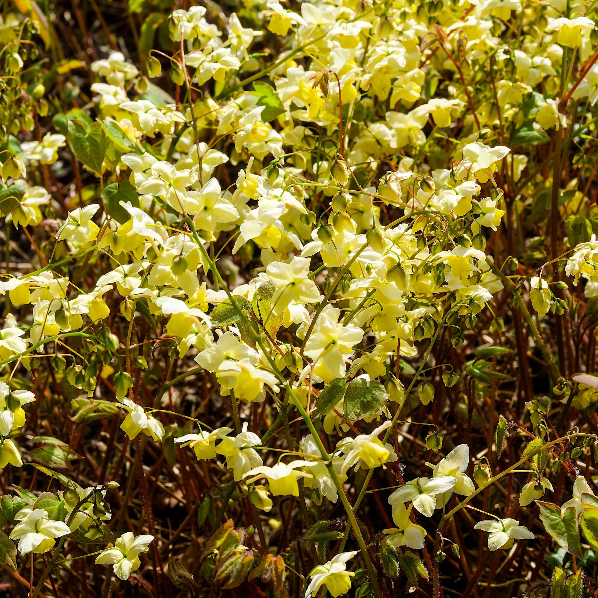 Epimedium perra. 'Frohnleiten'