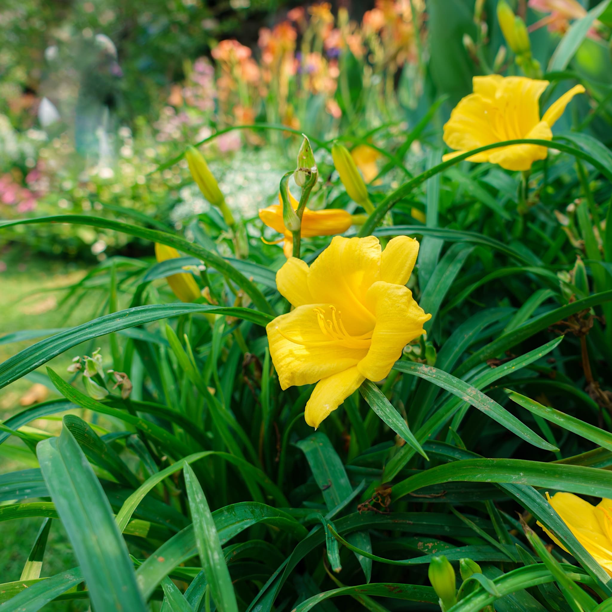 Hemerocallis 'Stella de Oro'