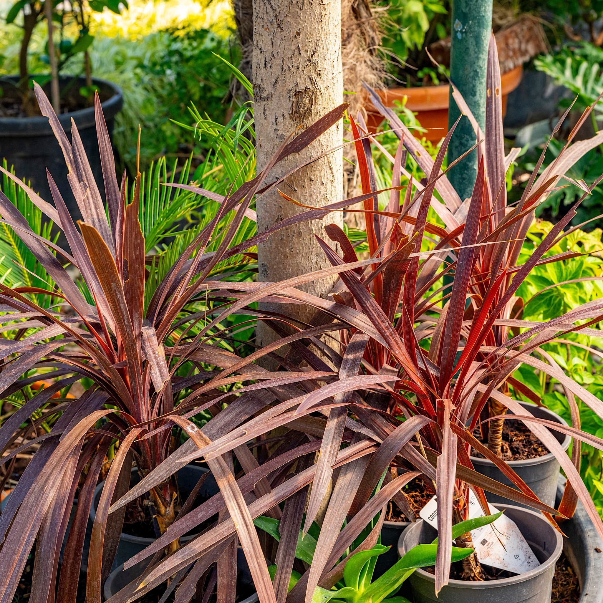 Cordyline 'Red Star'