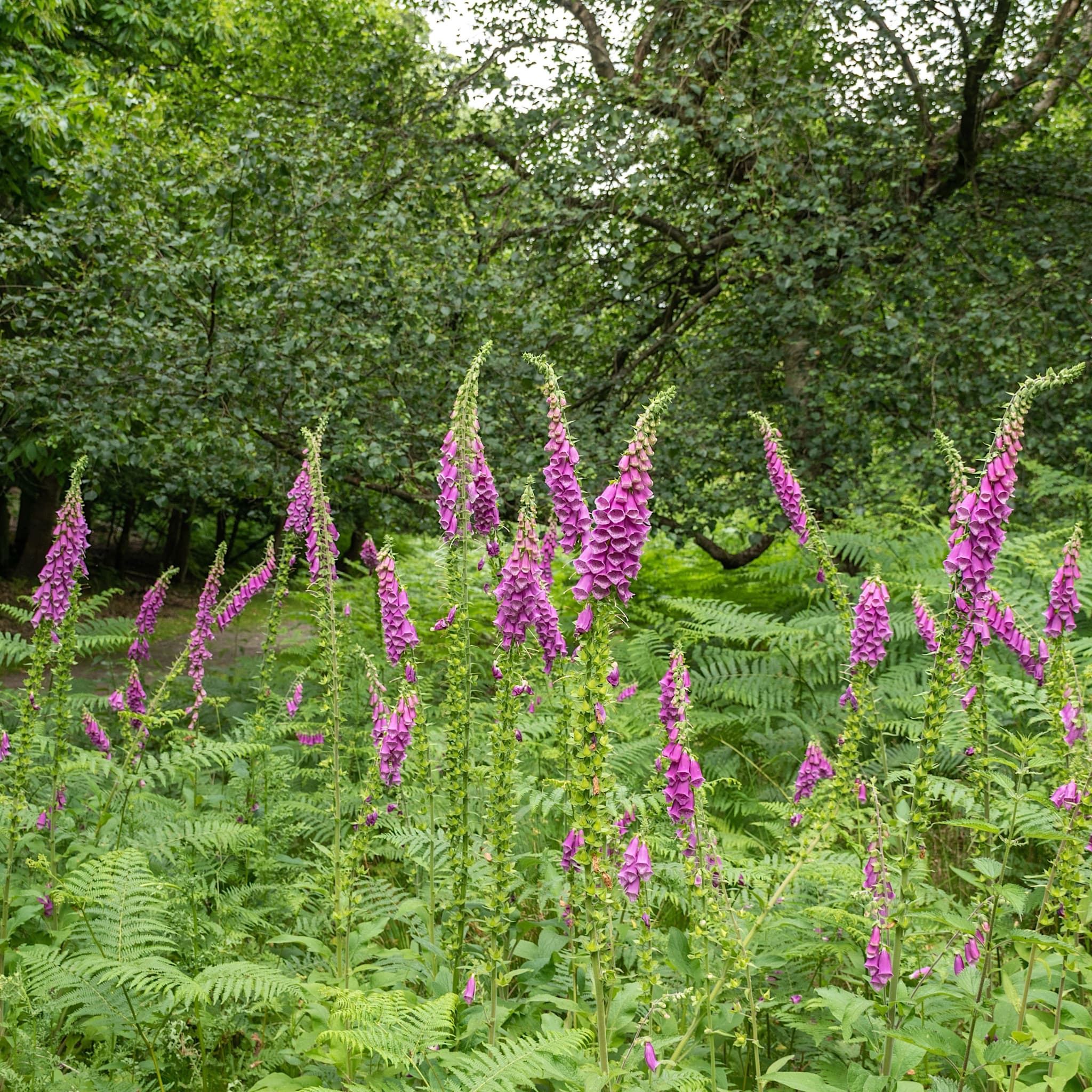 Digitalis purpurea