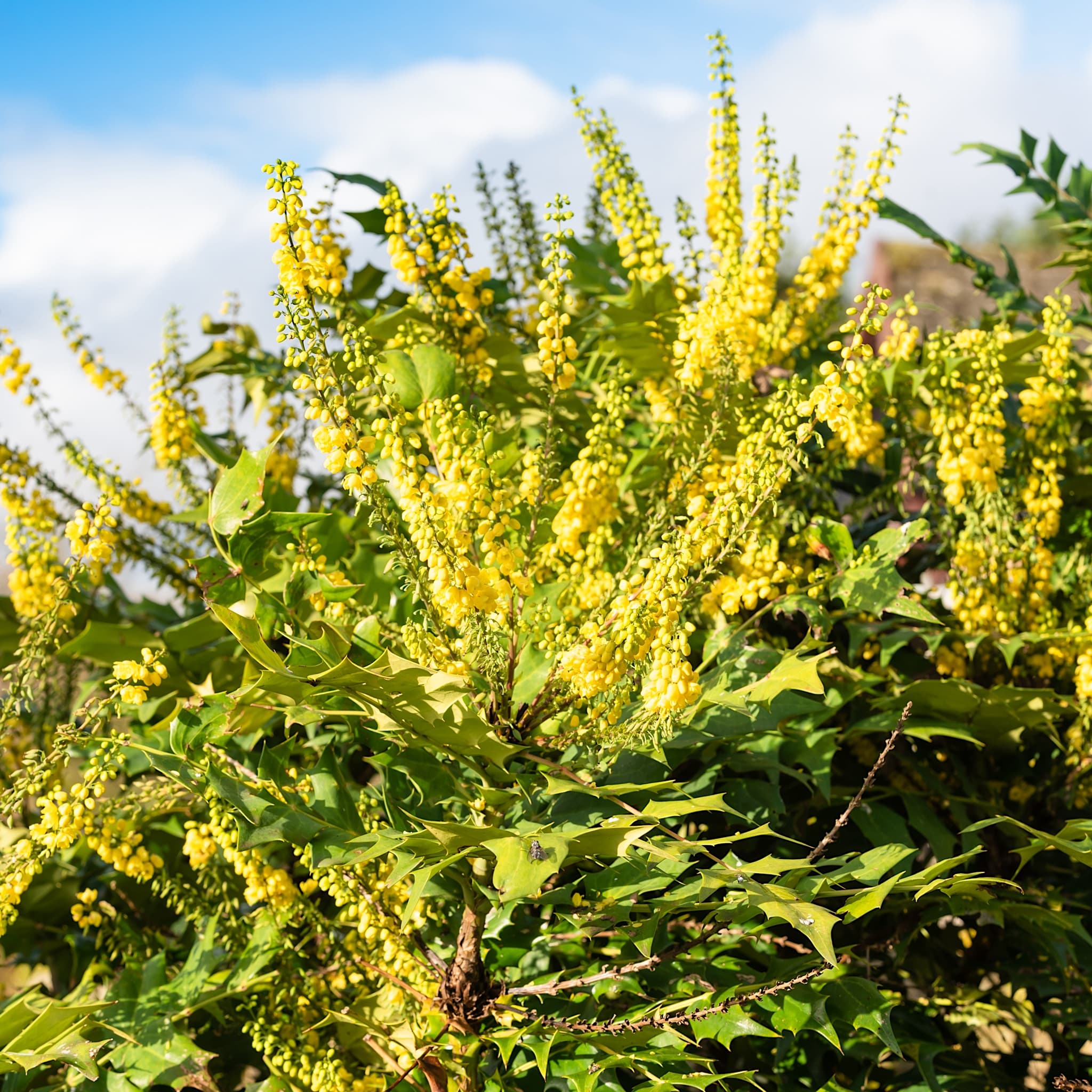 Mahonia media 'Winter Sun'